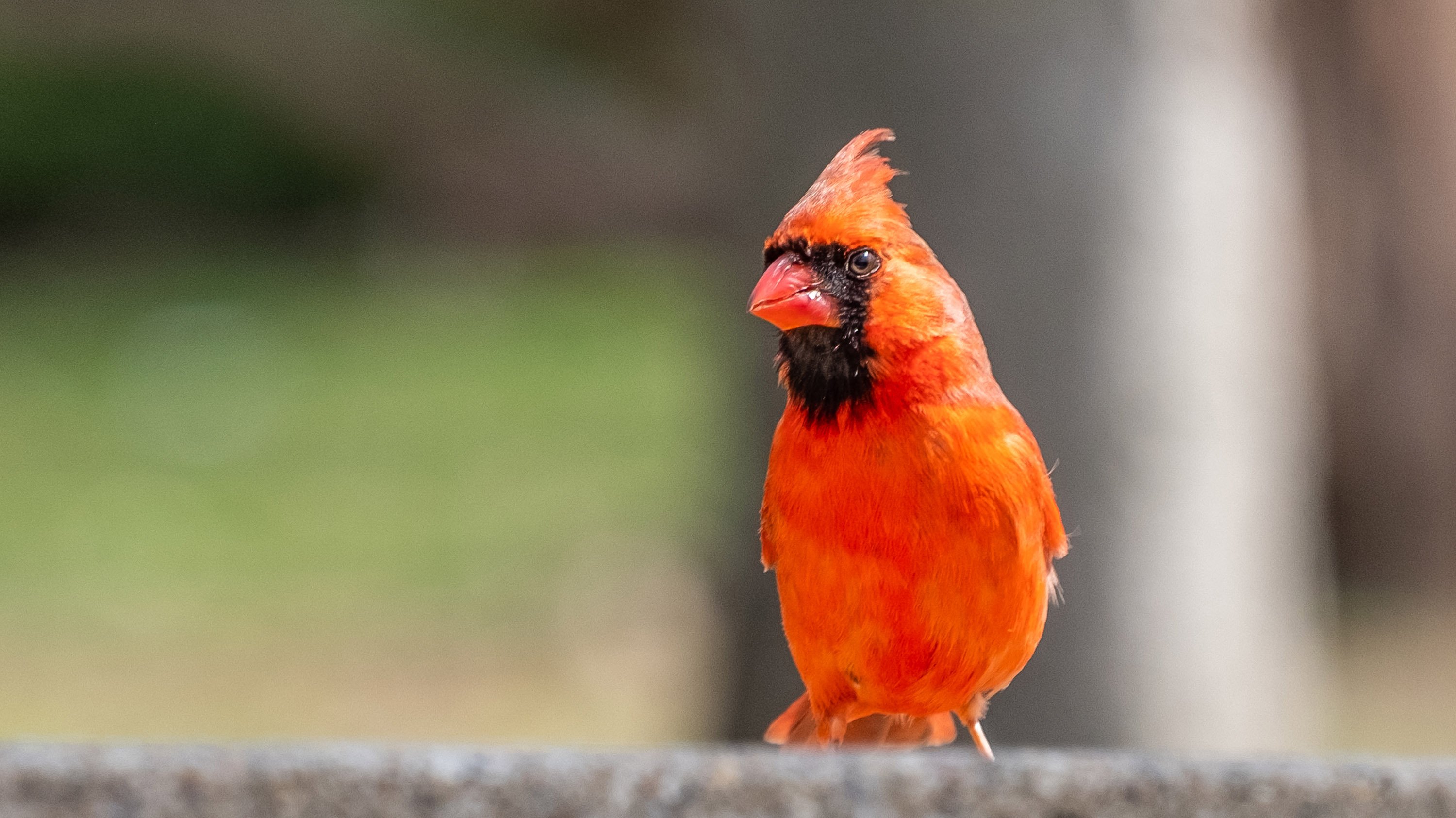 Cardinal