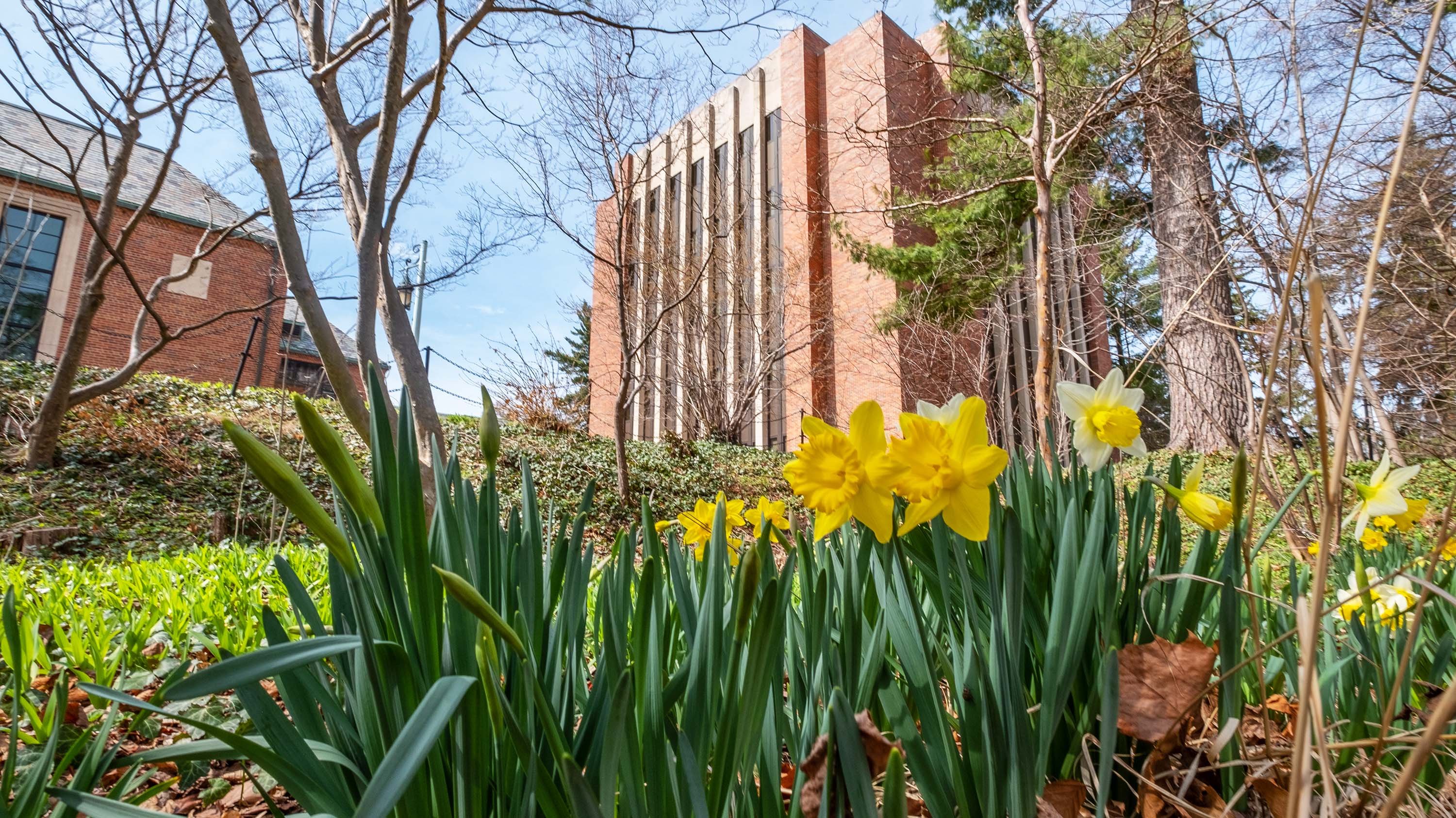 Daffodils