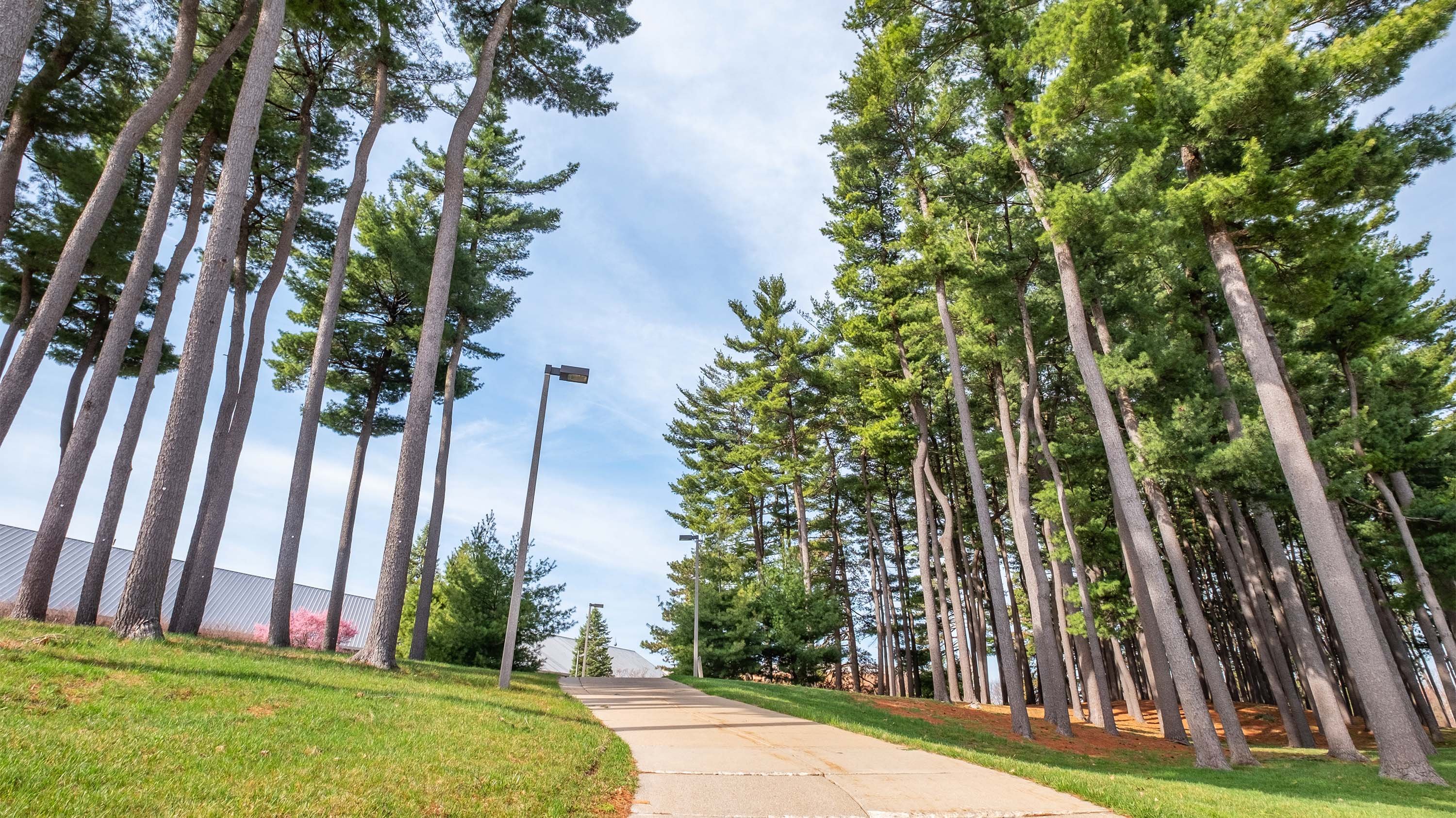 Pine trees