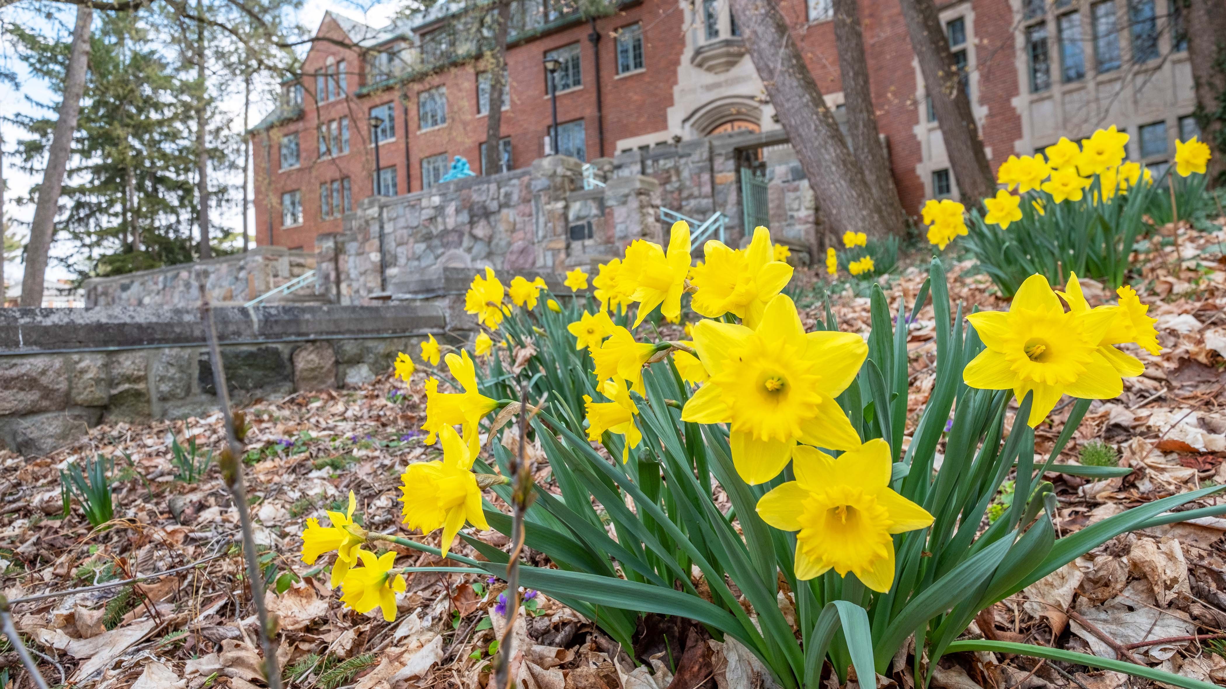 Daffodils near Williams Hall