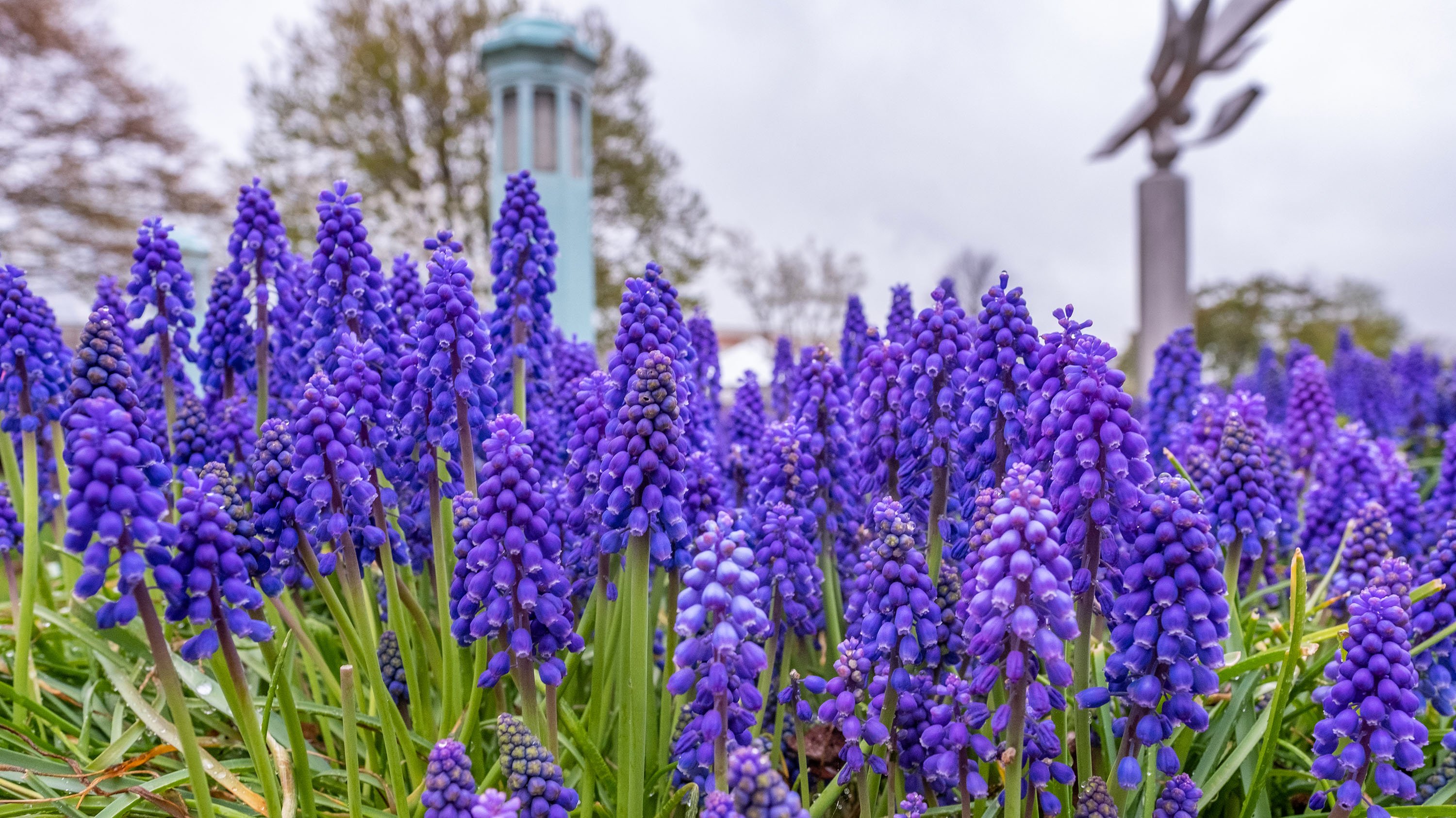 Blue Grape Hyacinths