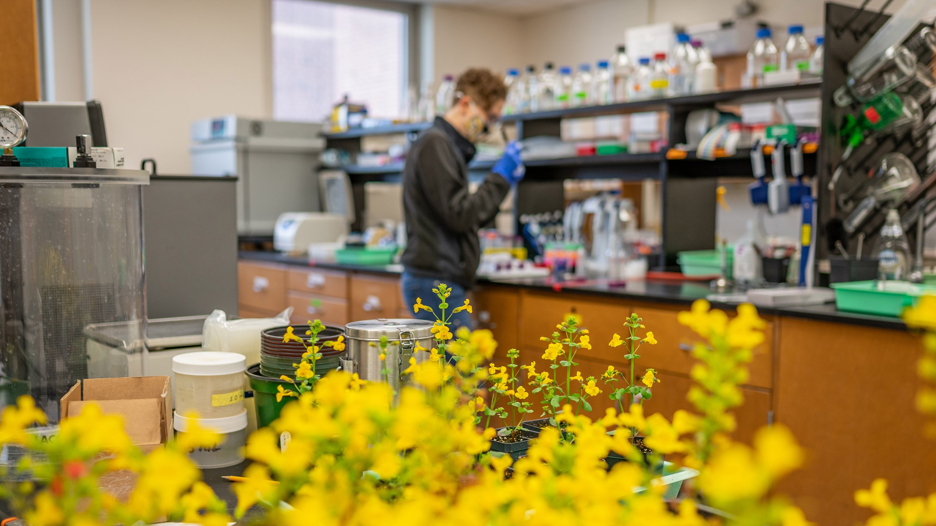 Flowers and a researcher in the lab