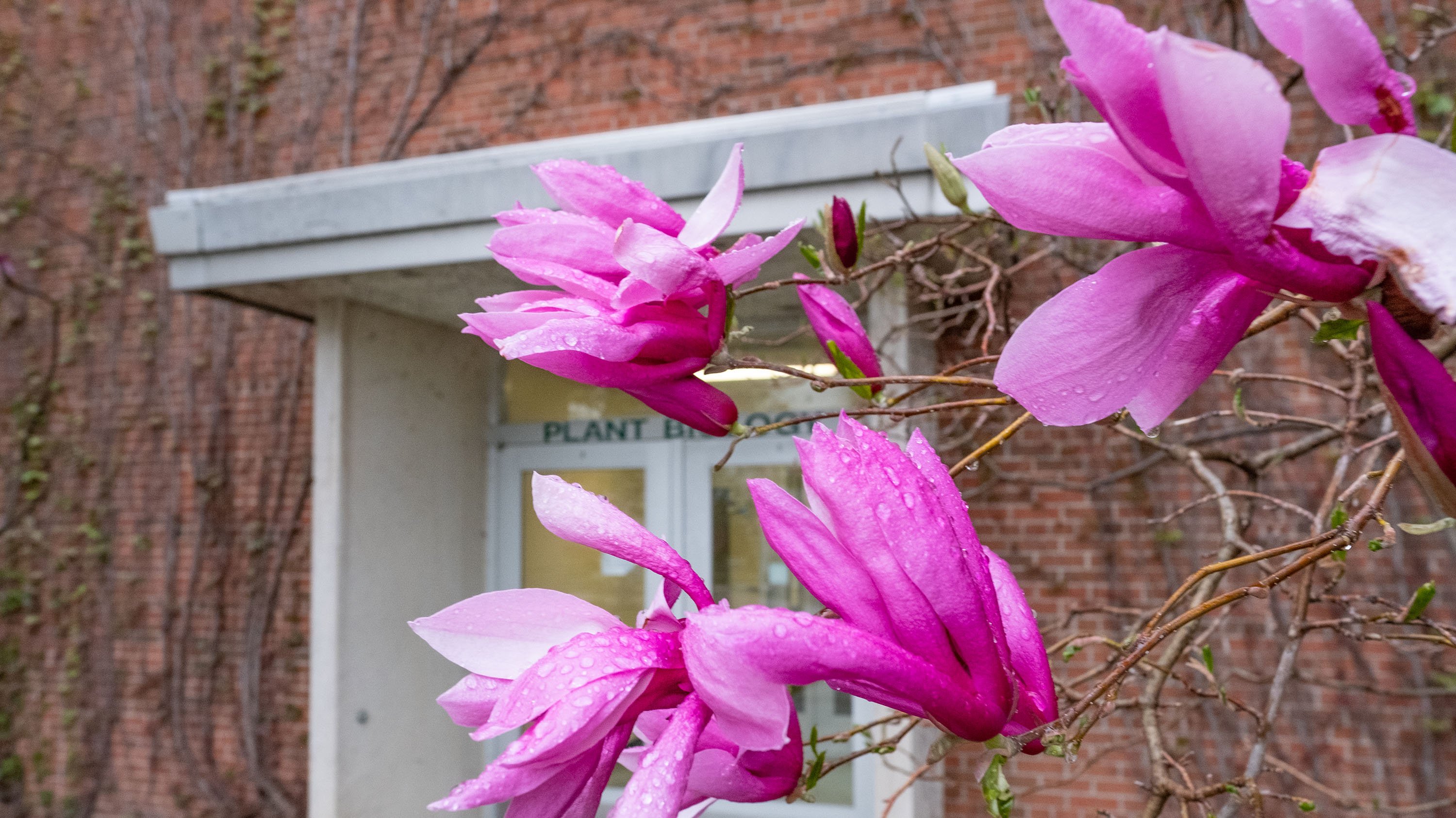 Magnolia blossoms in front of Plant Biology building