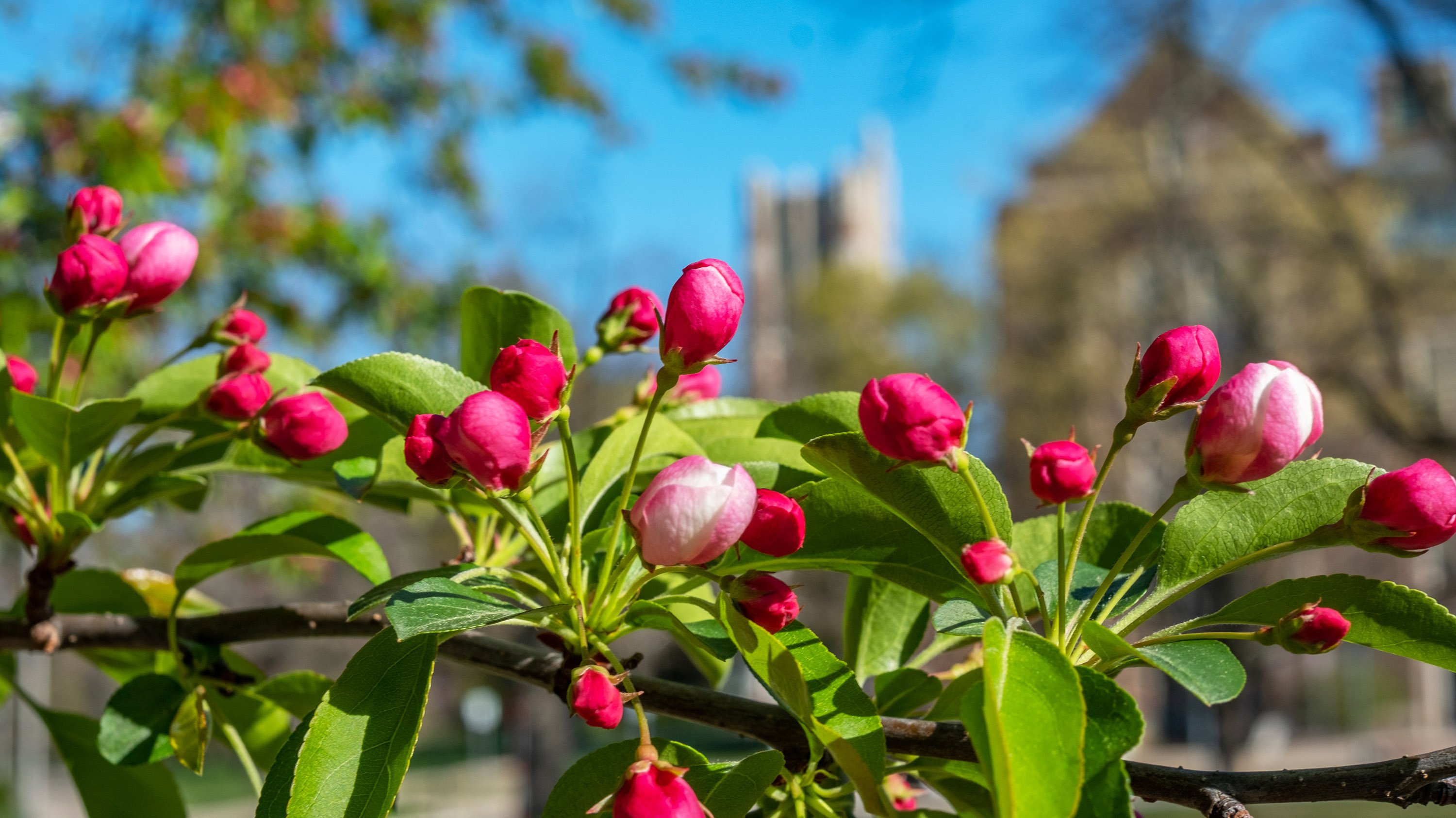Flower buds