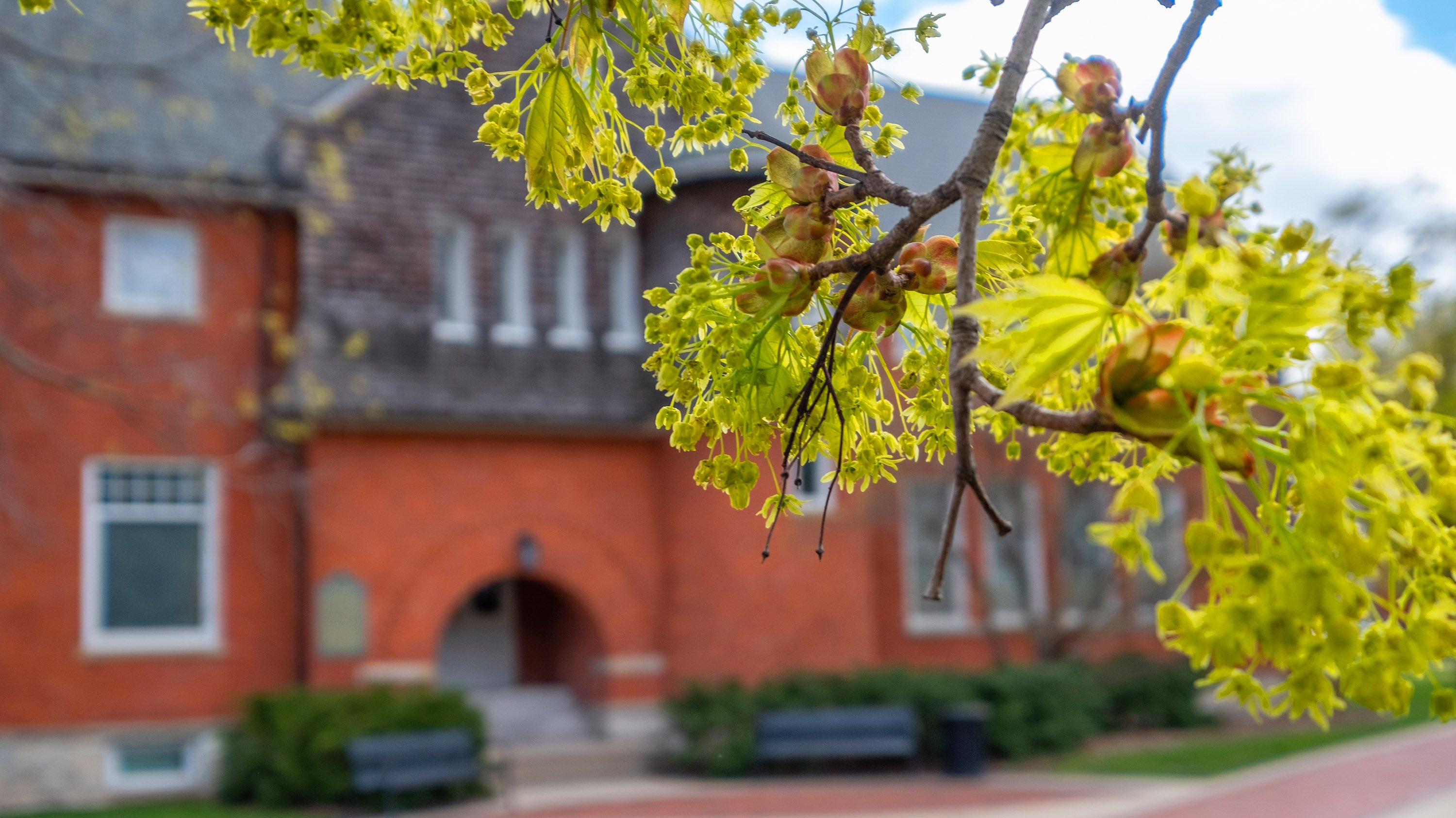 Maple in front of Eustace-Cole Hall