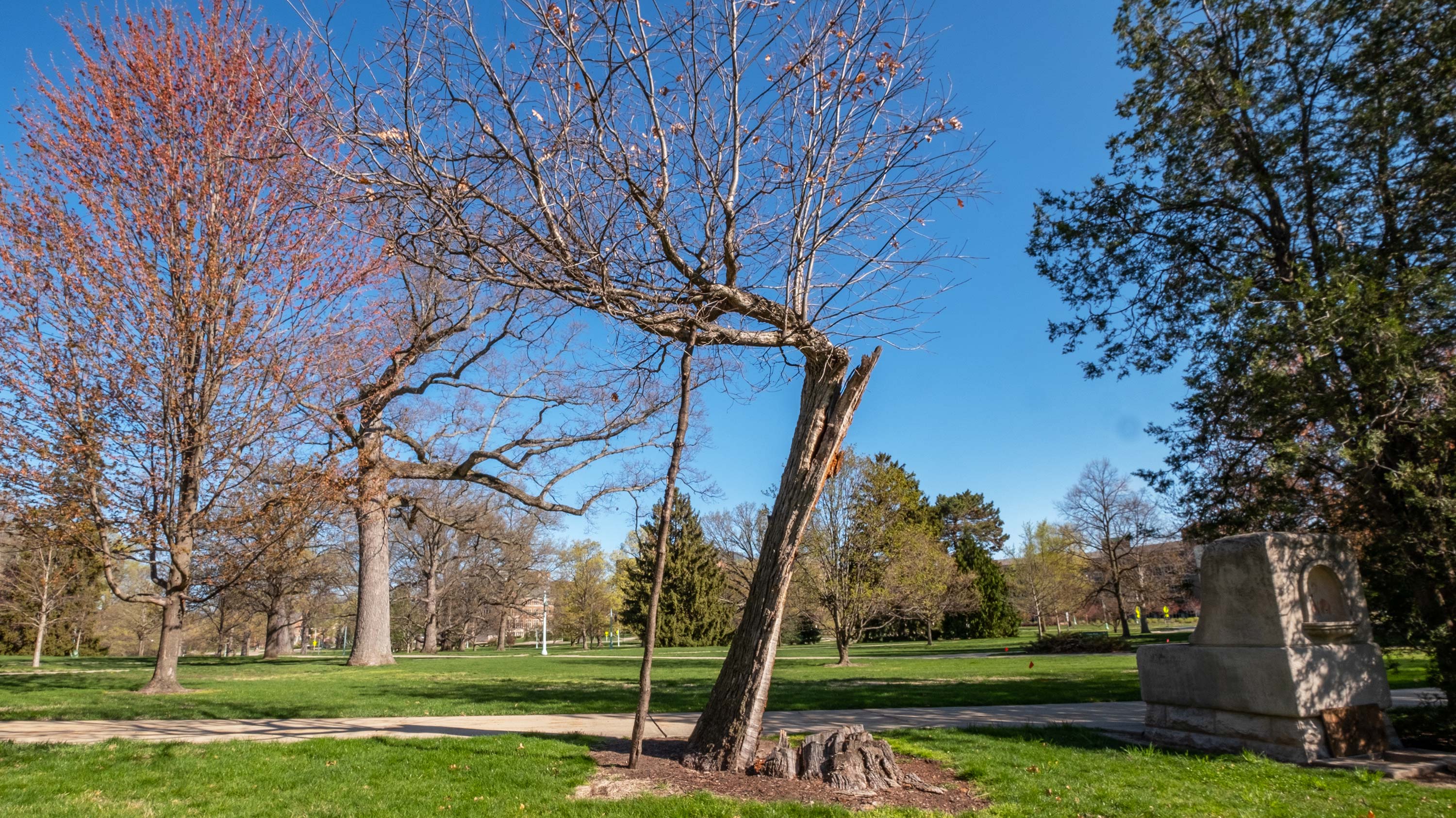 Old tree