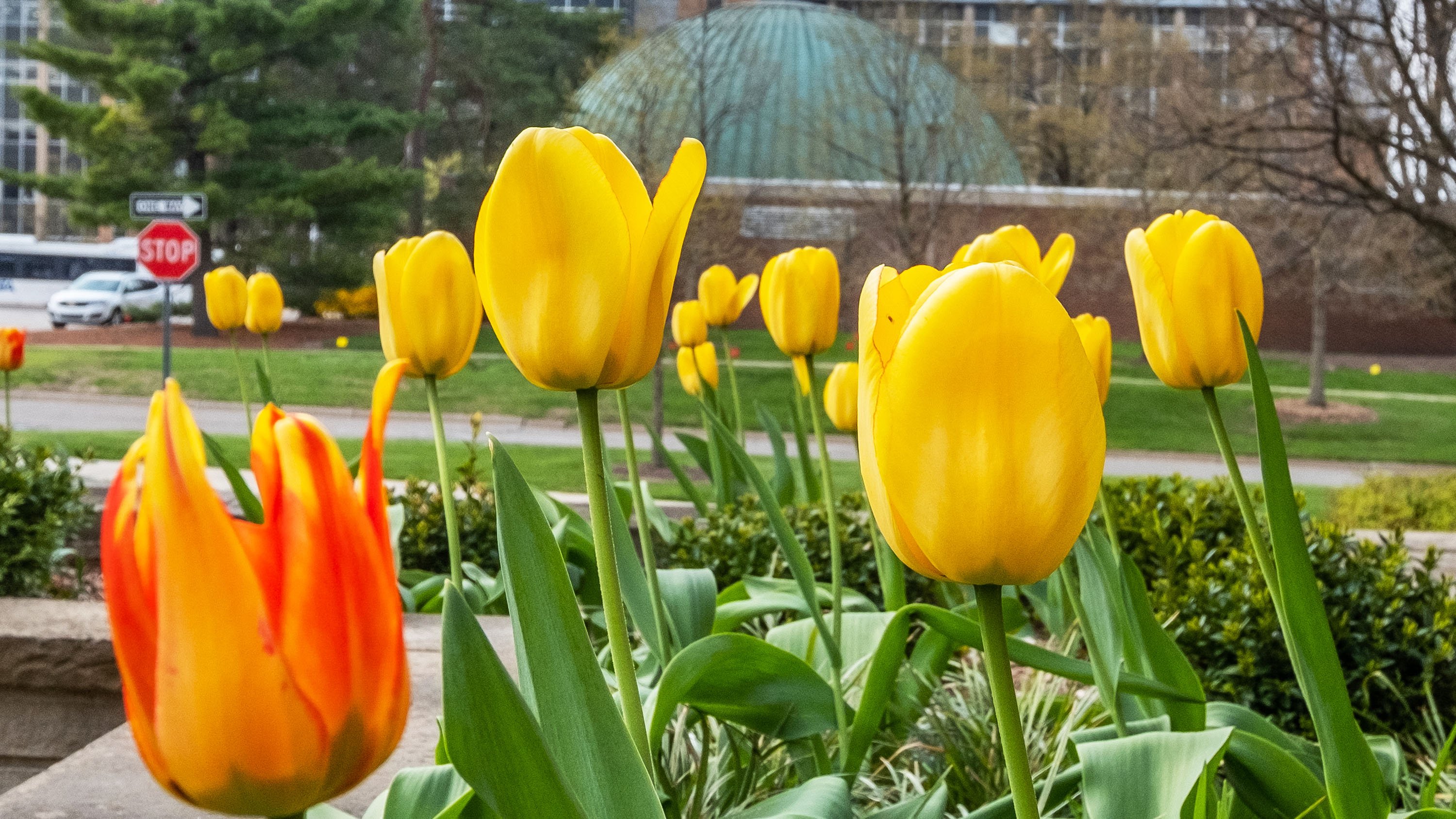 Tulips