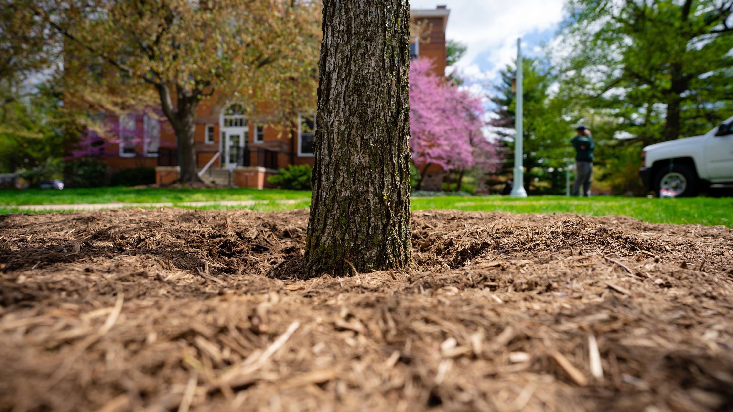 Newly planted tree near Linton Hall.