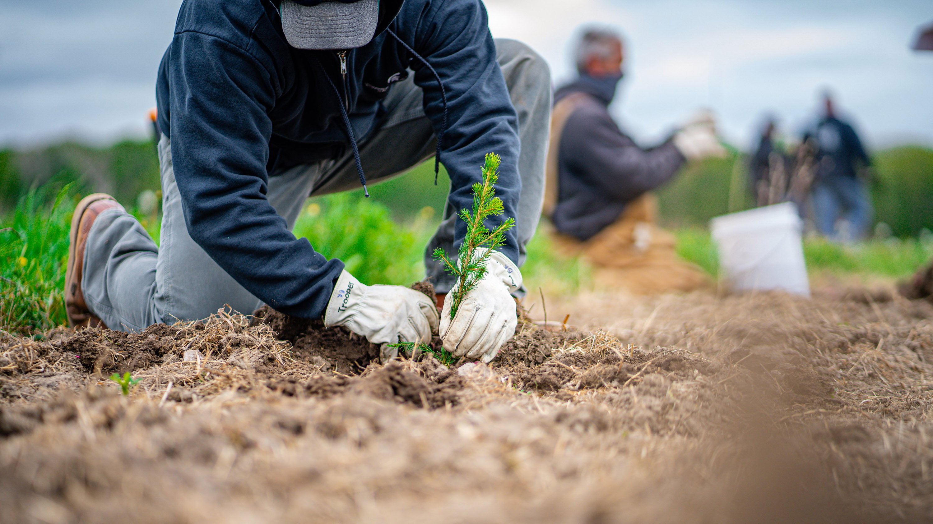 Person putting plants in the ground