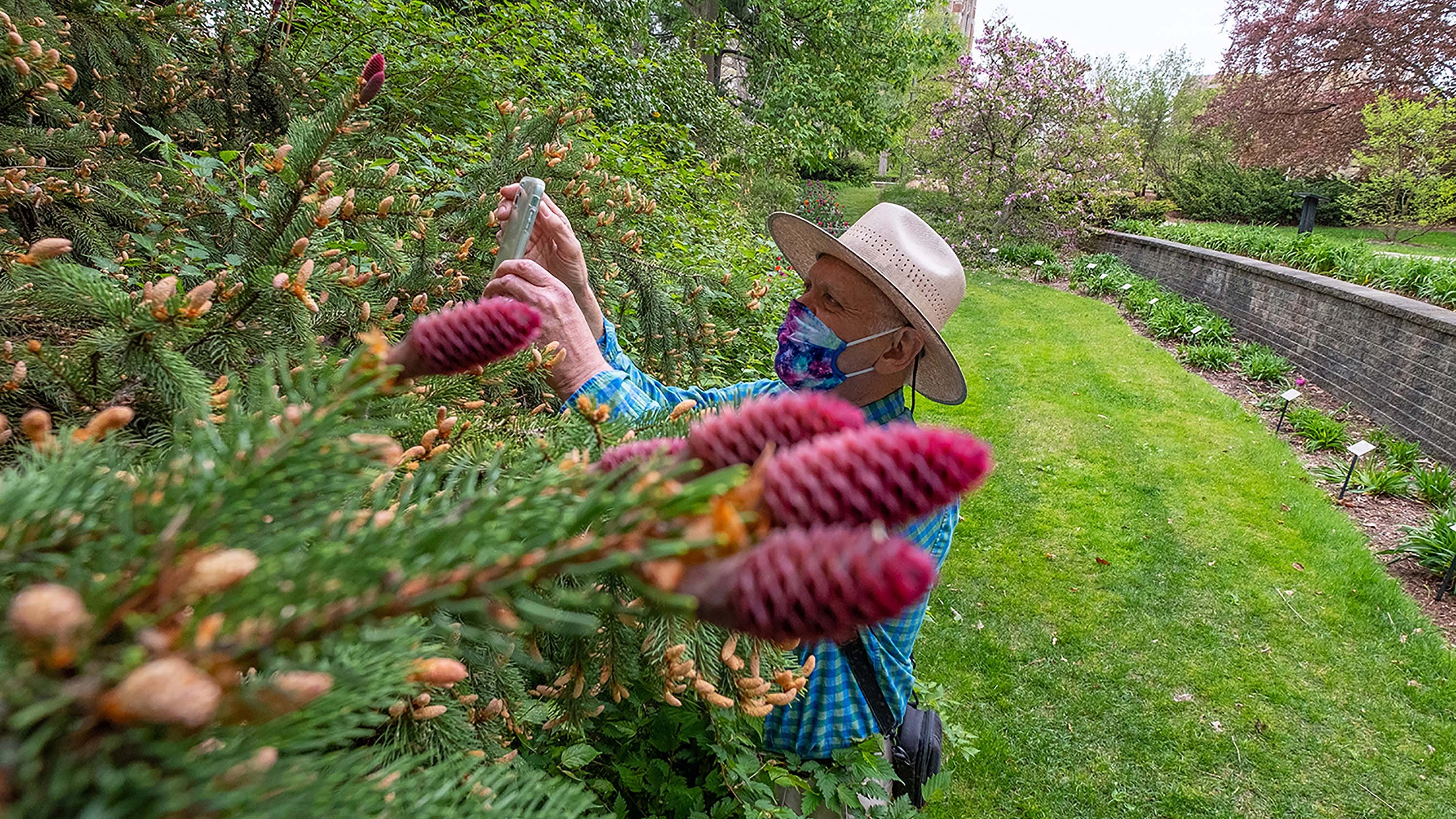 Peter Carrington taking a photo of Spruce cones.