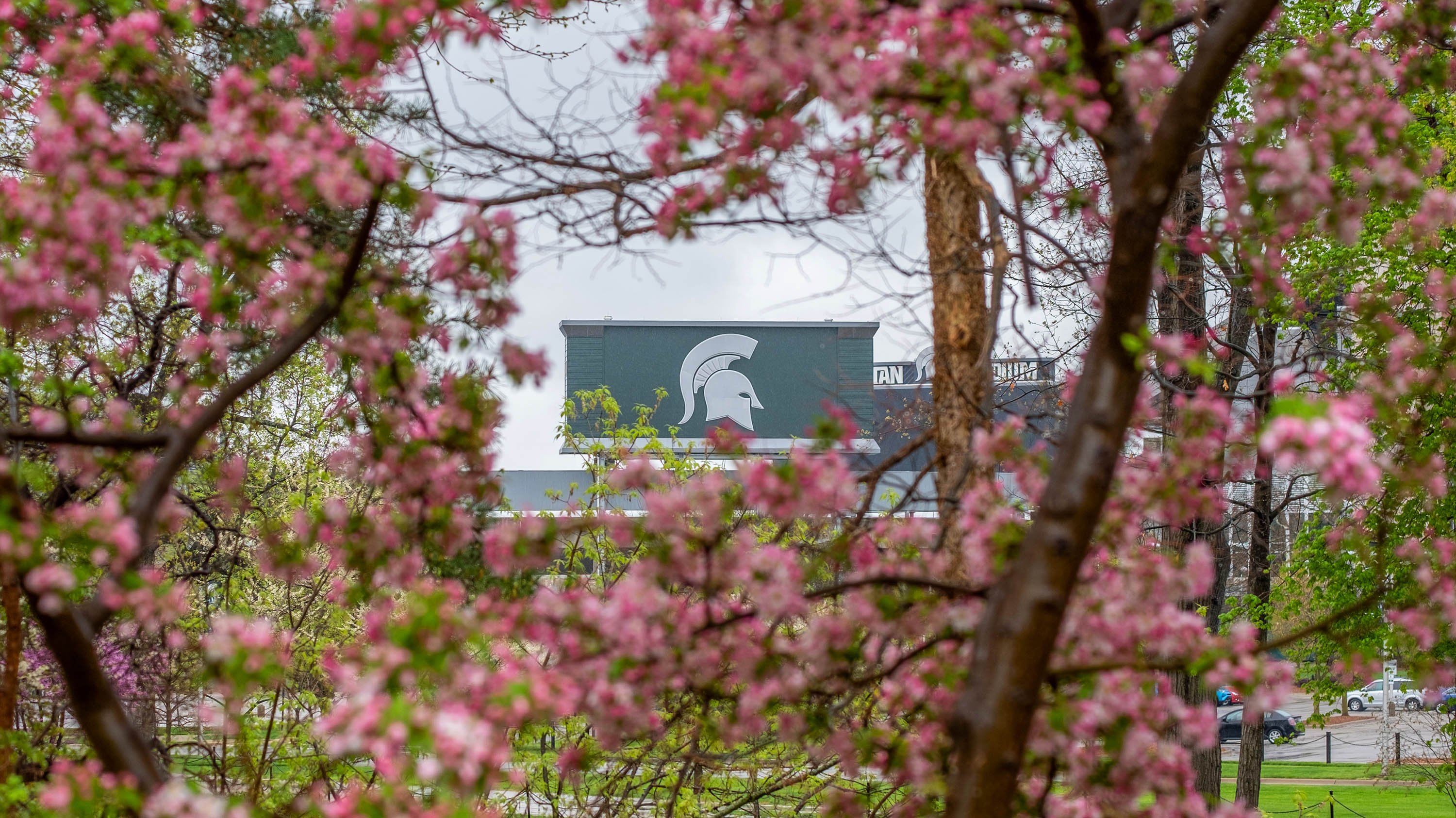 Spartan stadium viewed framed by branches with pink flowers blooming on them.