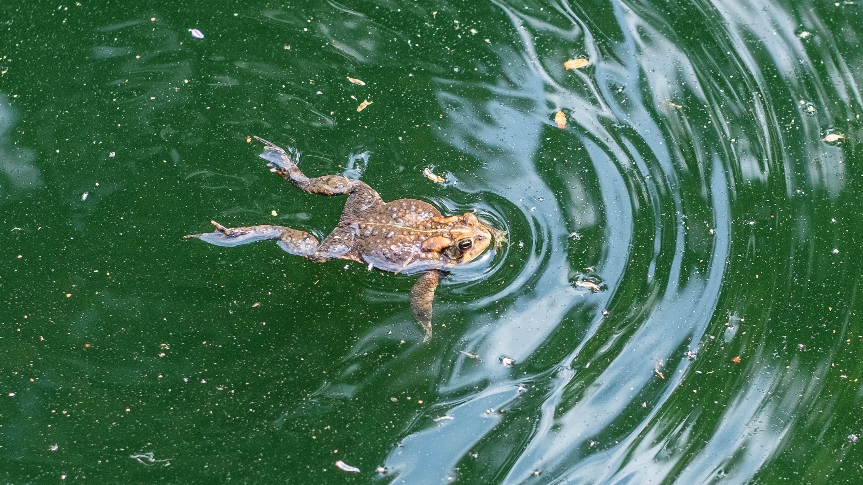 Frog in a pond