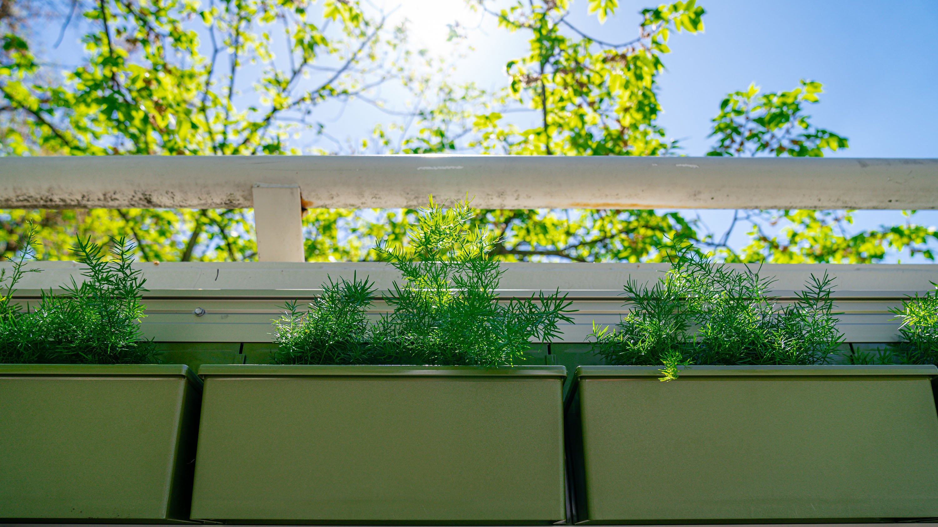 Close up of plants on the 'green wall' on the MSU library bridge