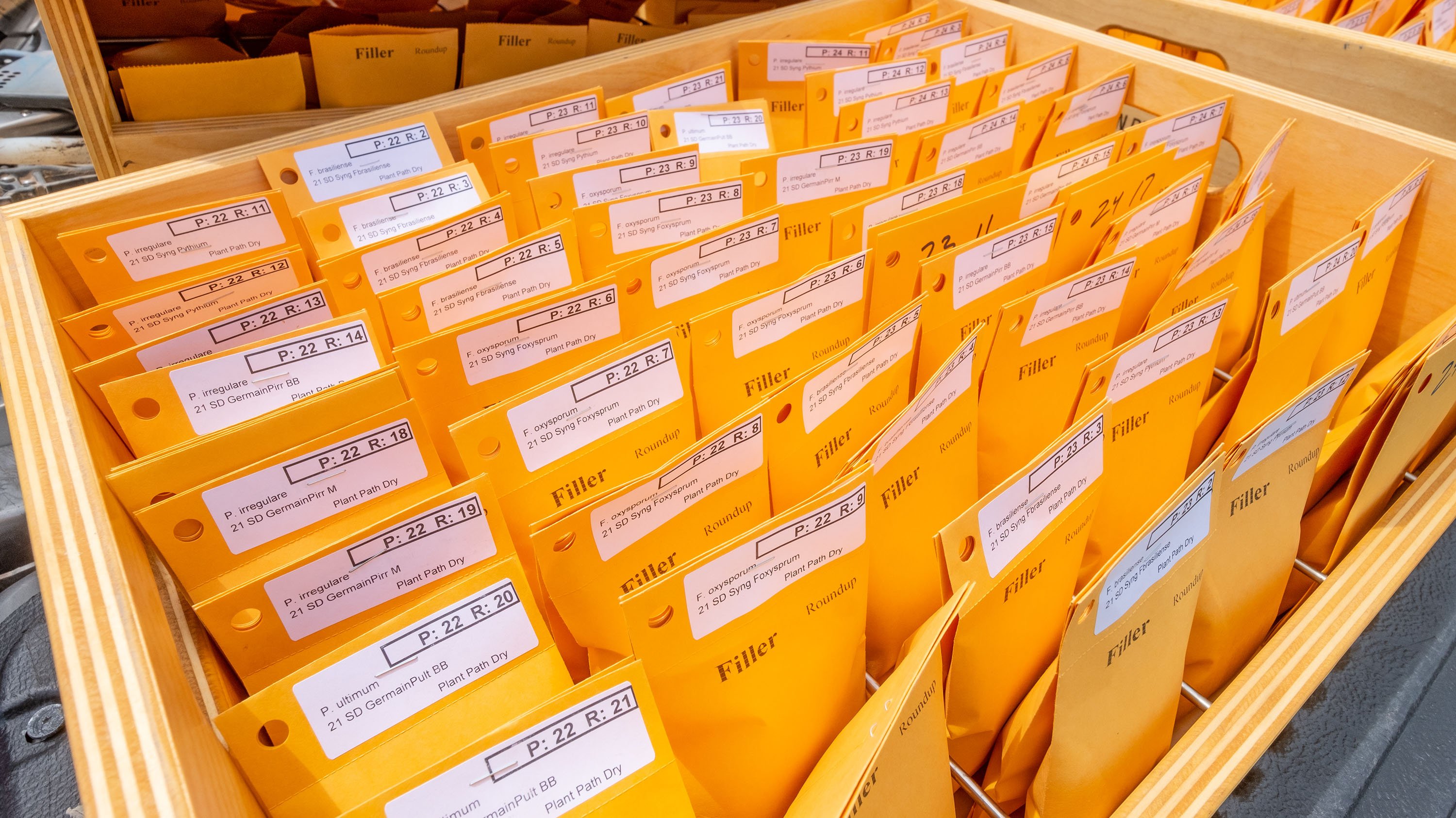 Packets of dry beans for planting