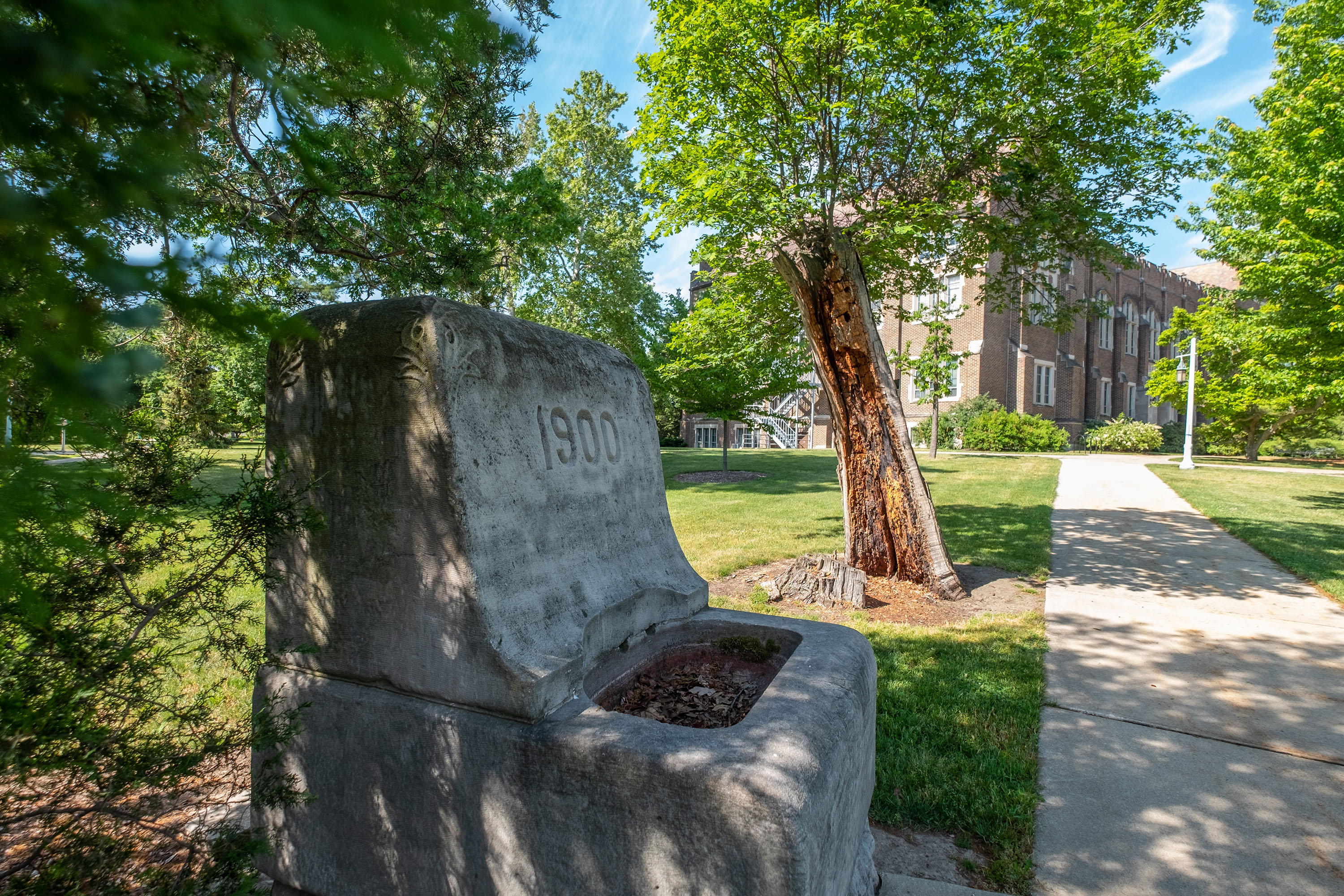 1900 water fountain and 'Resilient Oak' tree