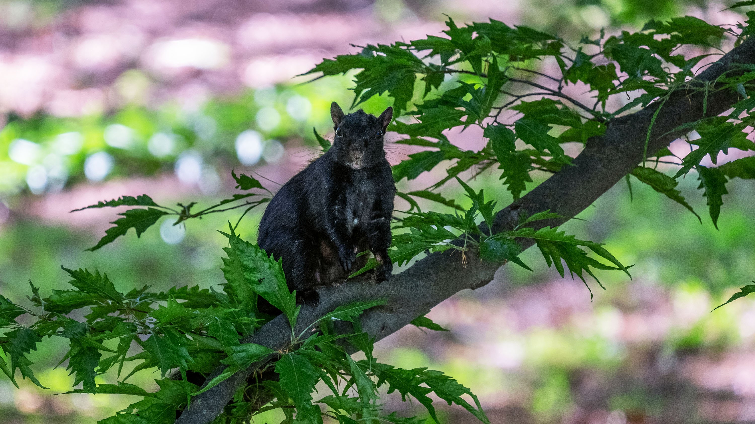 A black squirrel sitting on a branch
