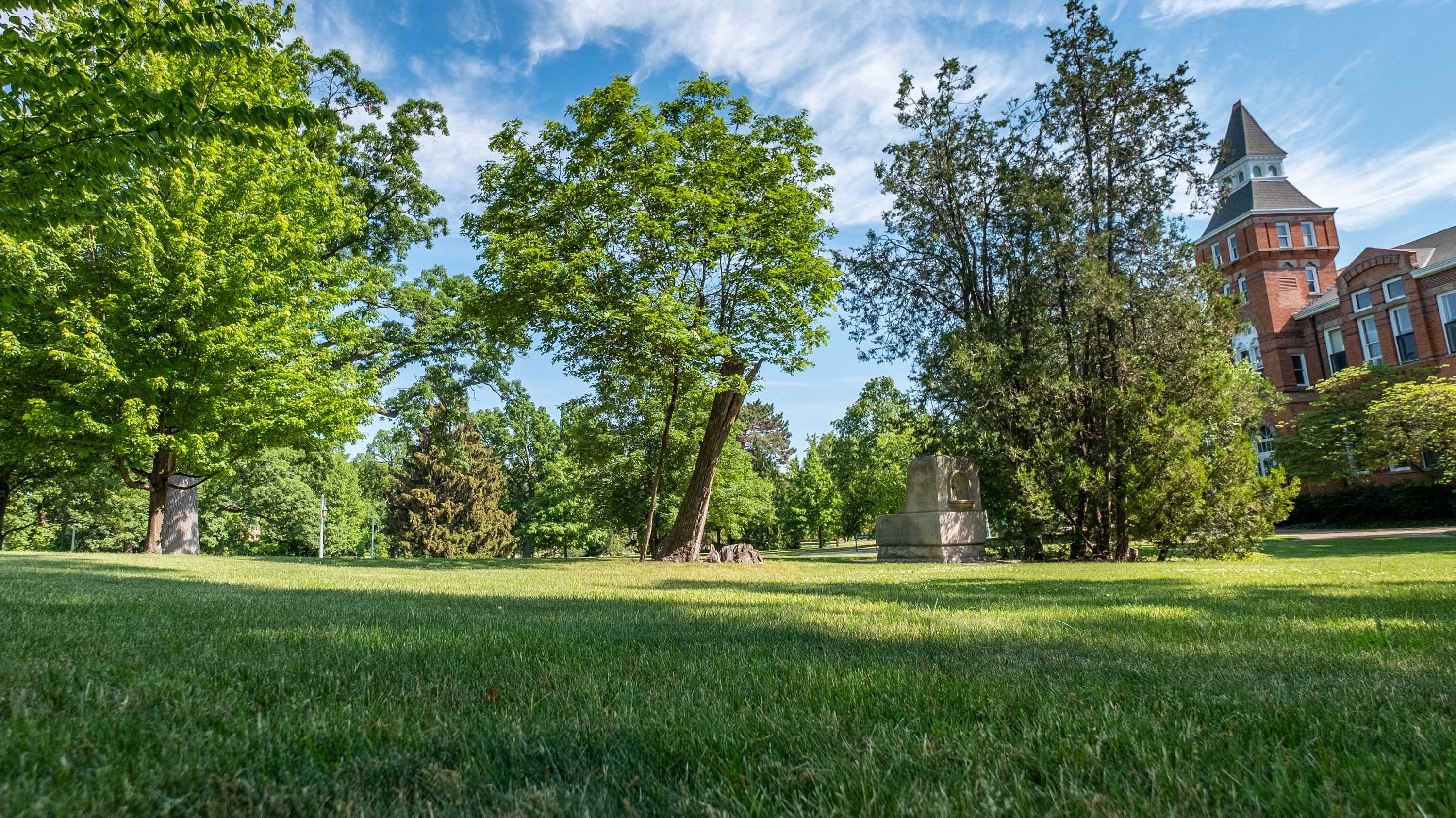 Shot of MSU campus, including the Resilient Oak, a tree that is split down the middle and supported by another.