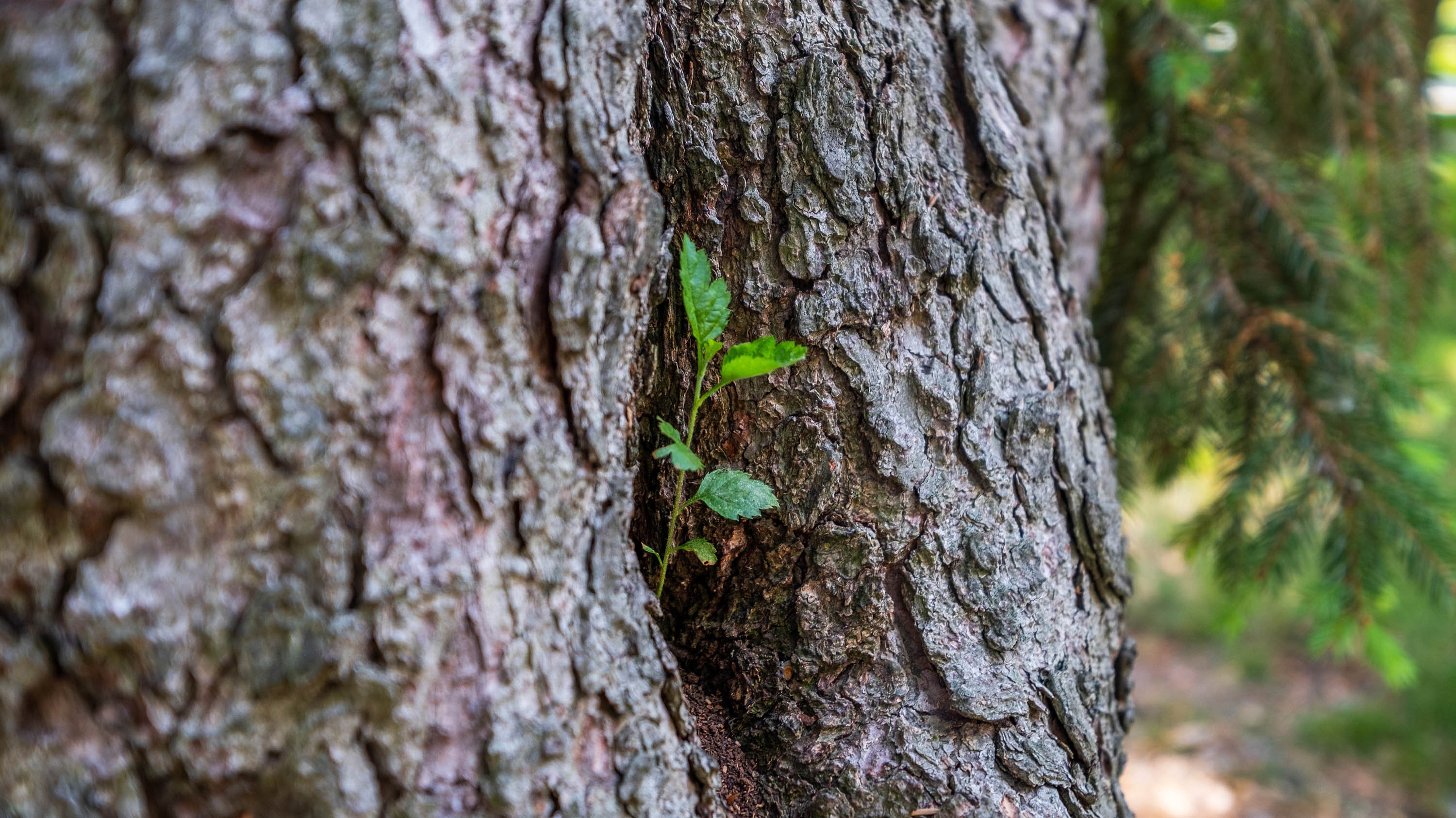 Close-up of a seedling of birch growing out of the base of a spruce tree.