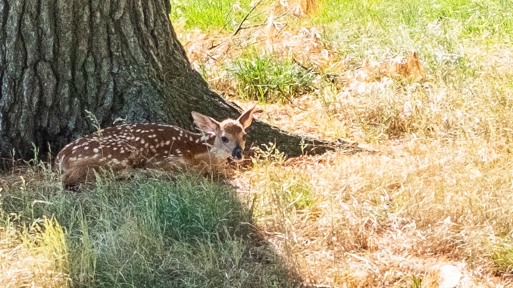 A fawn sitting under a tree
