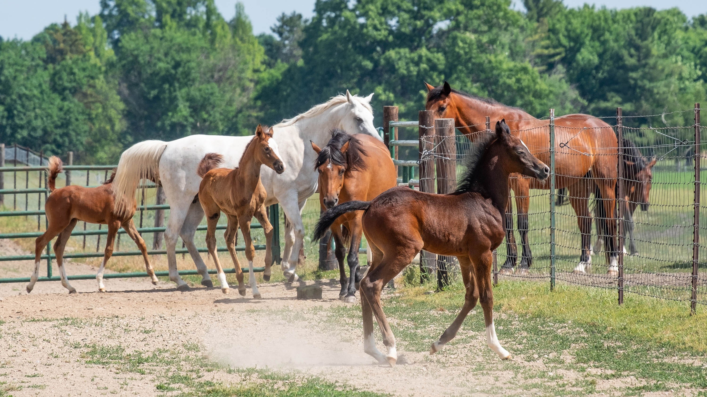 Horses and young fillies in a corral