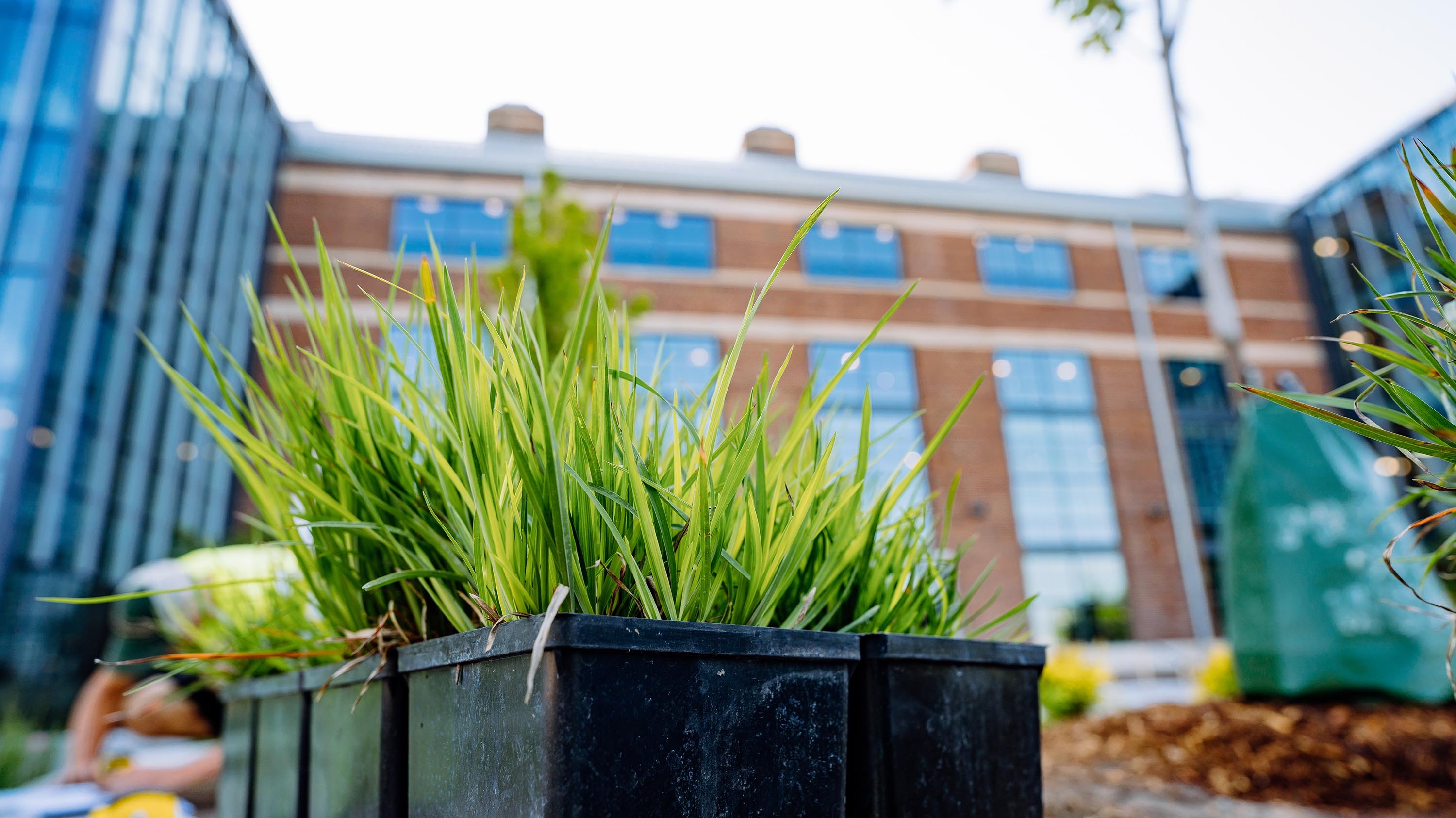 Plant in a nursery box outside the STEM building