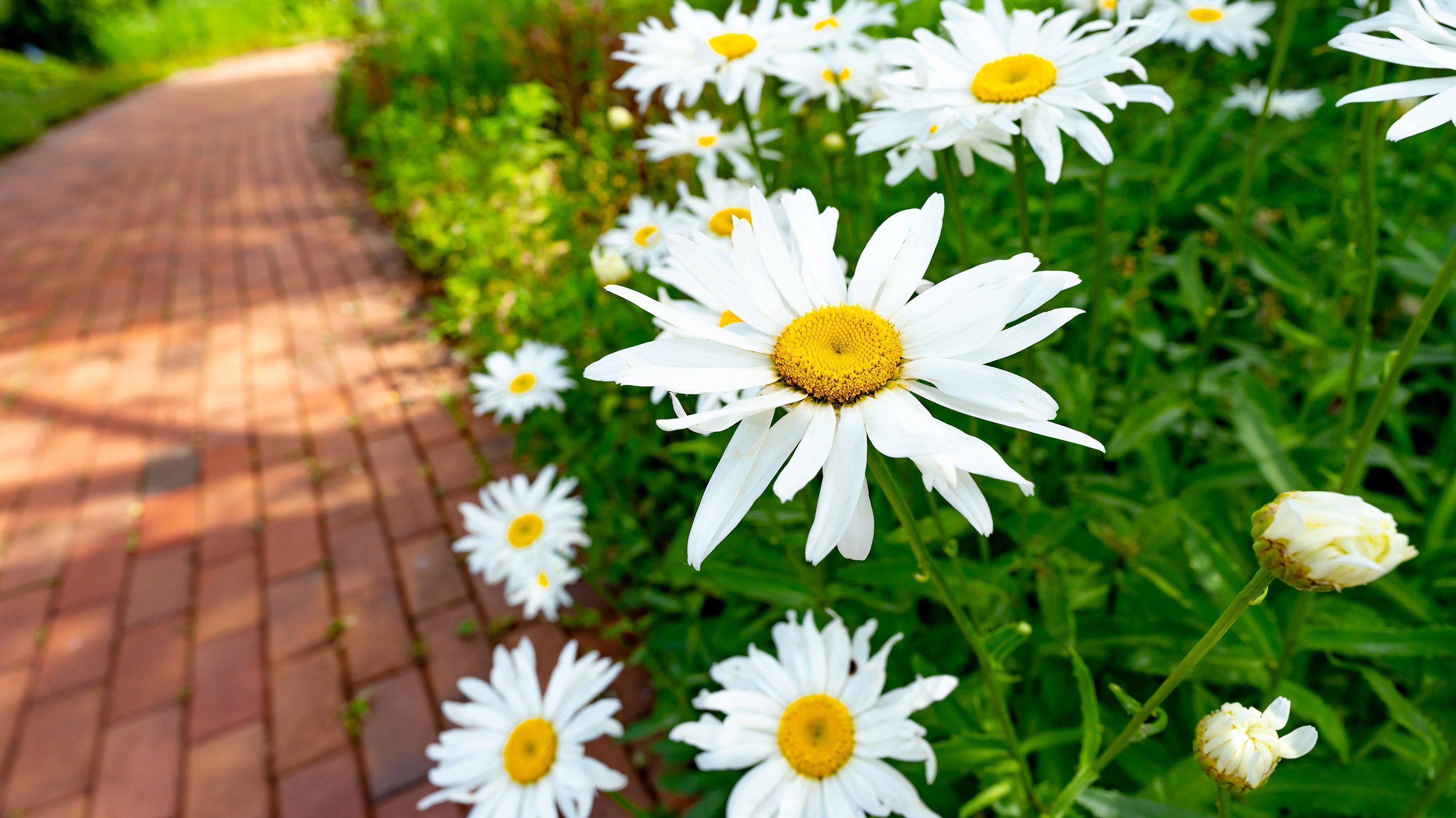 Daisies