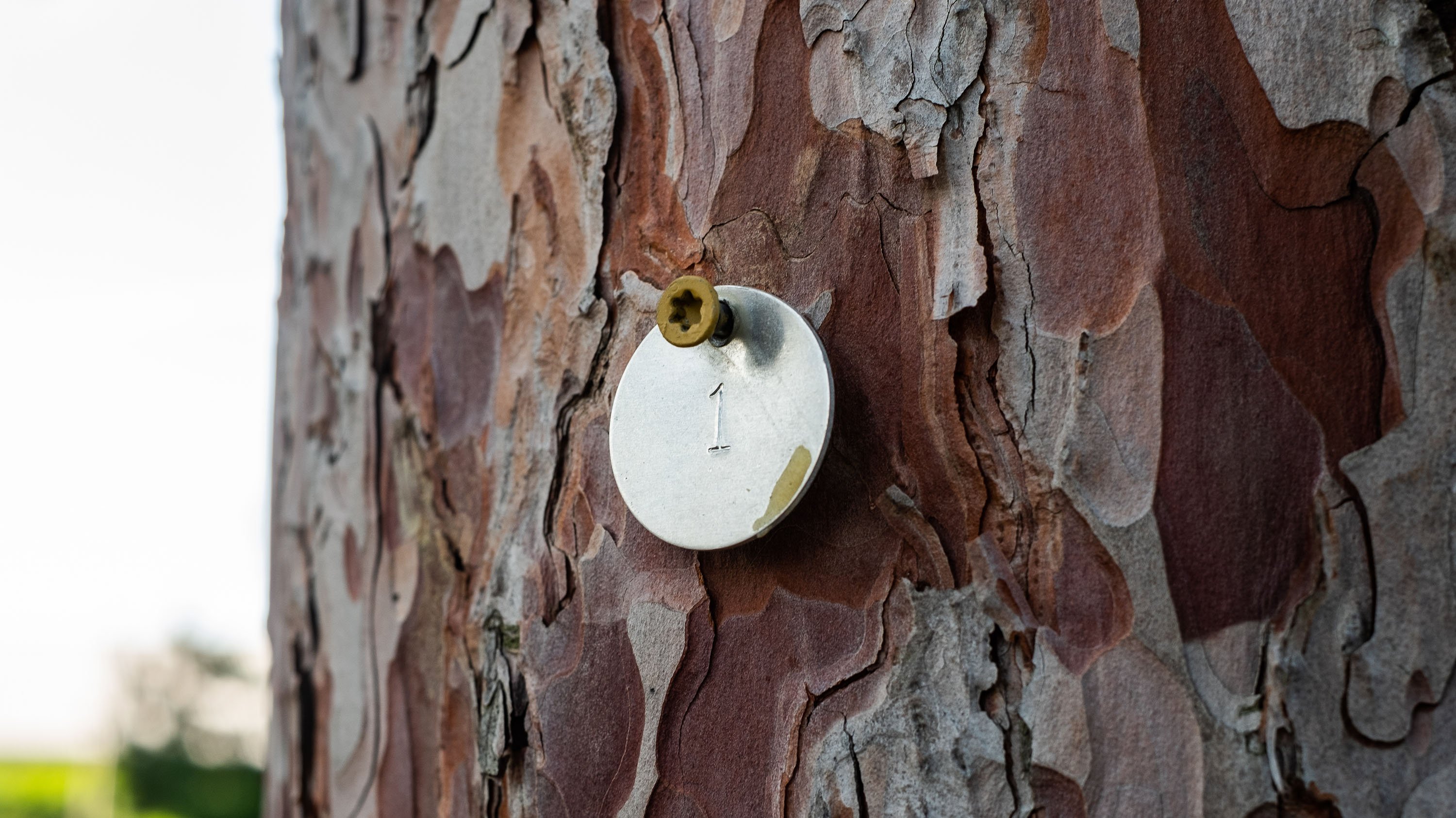 Aluminum tag with '1' stamped on it, nailed to a pine tree