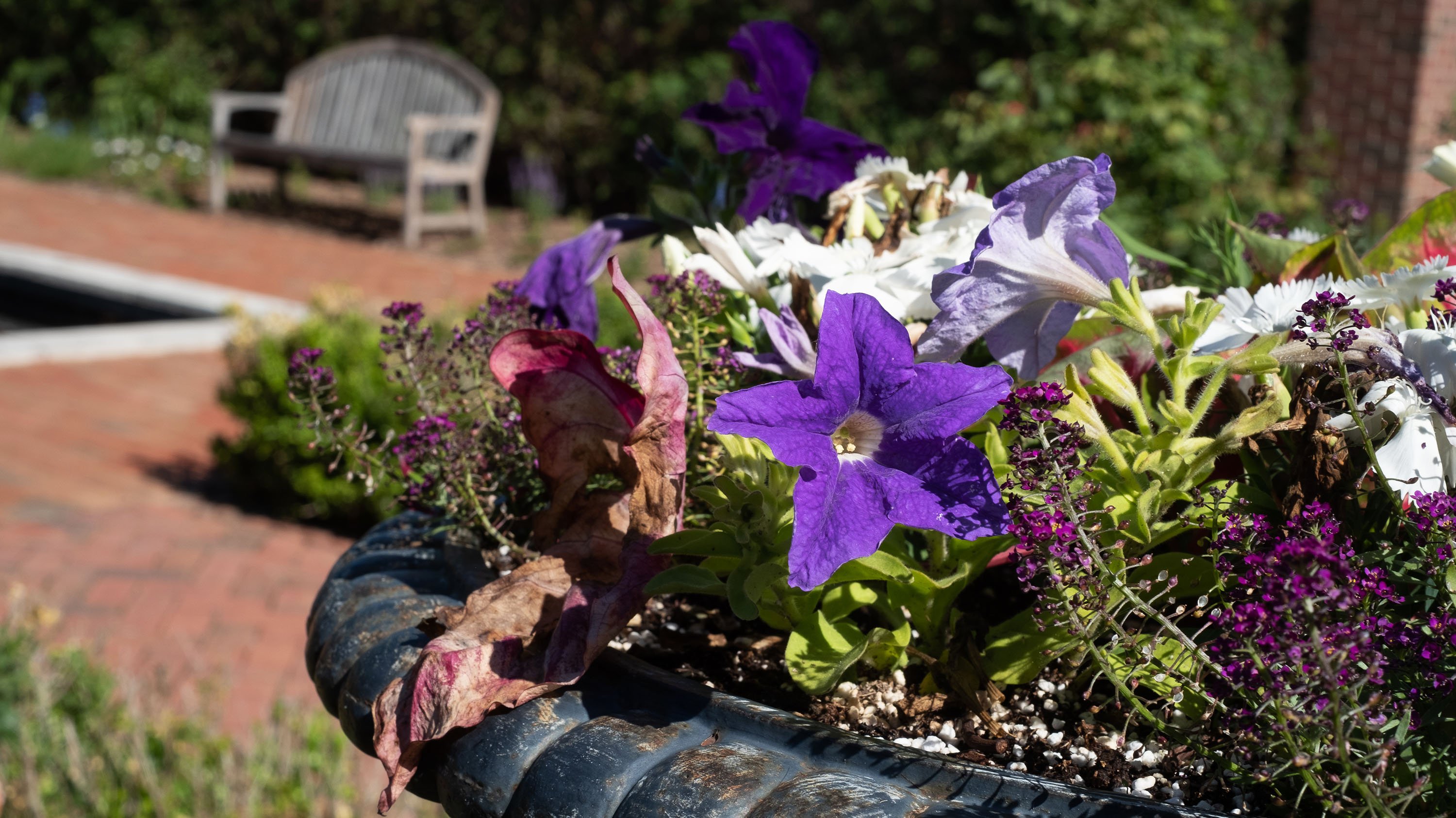 A planter filled with various purple flowers in the Webb English garden