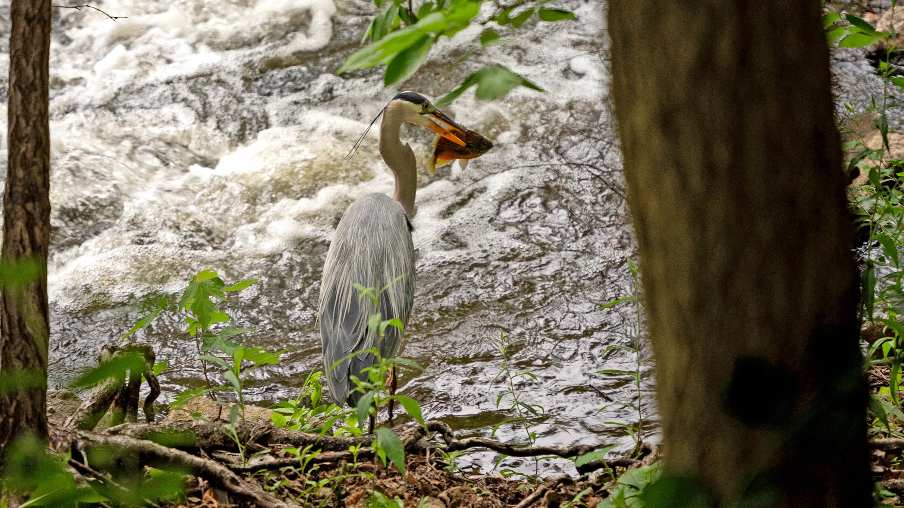 A bleu Heron with a fish in its mouth, next to the Red Cedar river