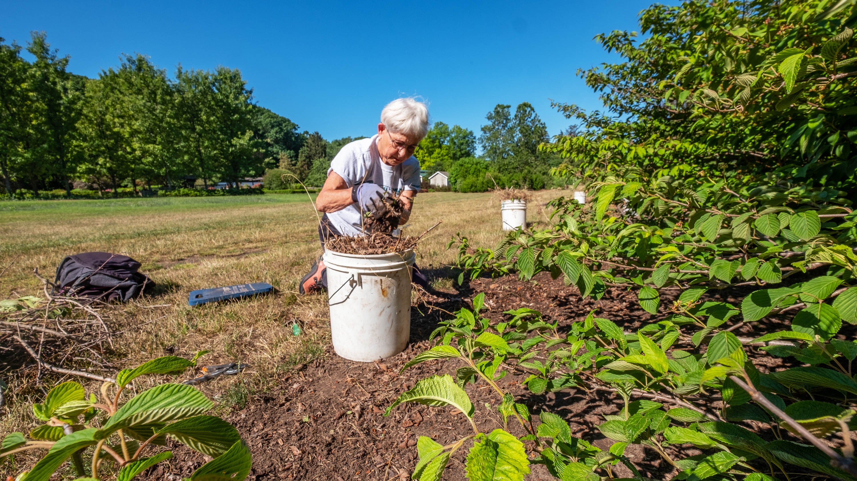 A volunteer gardening in the MSU Horticulture Gardens