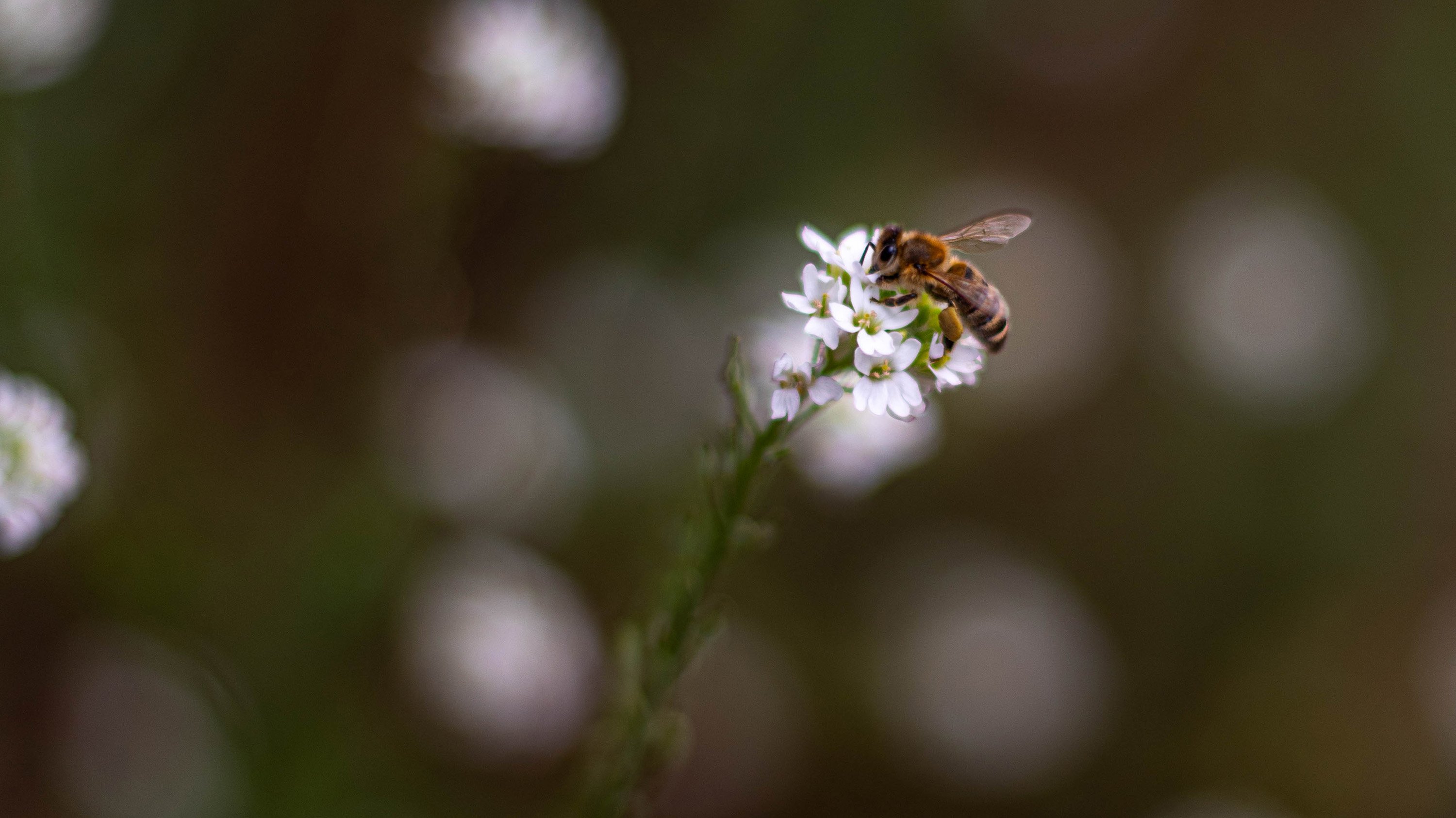 A bee on a flower