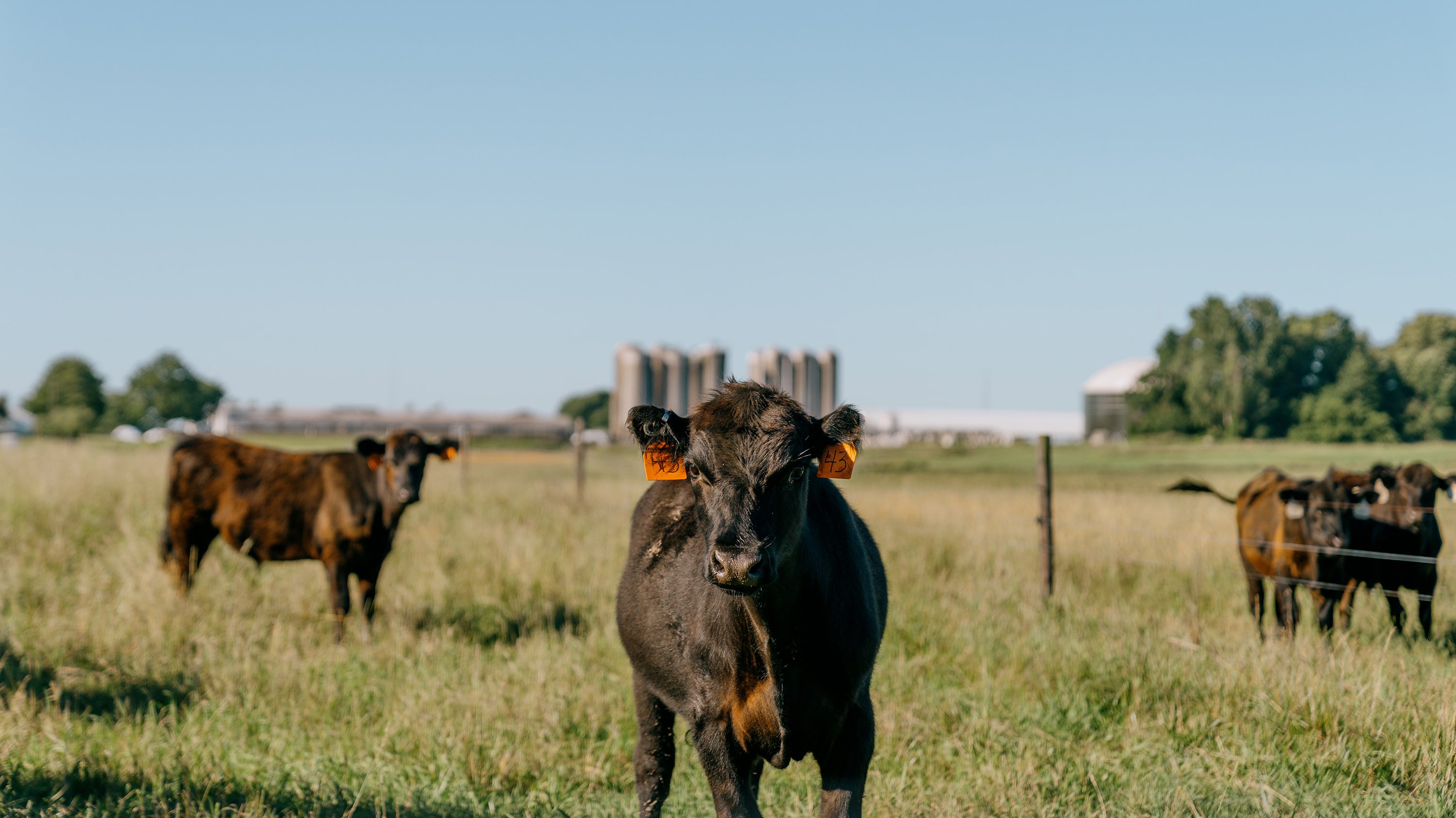 Cows in a pasture