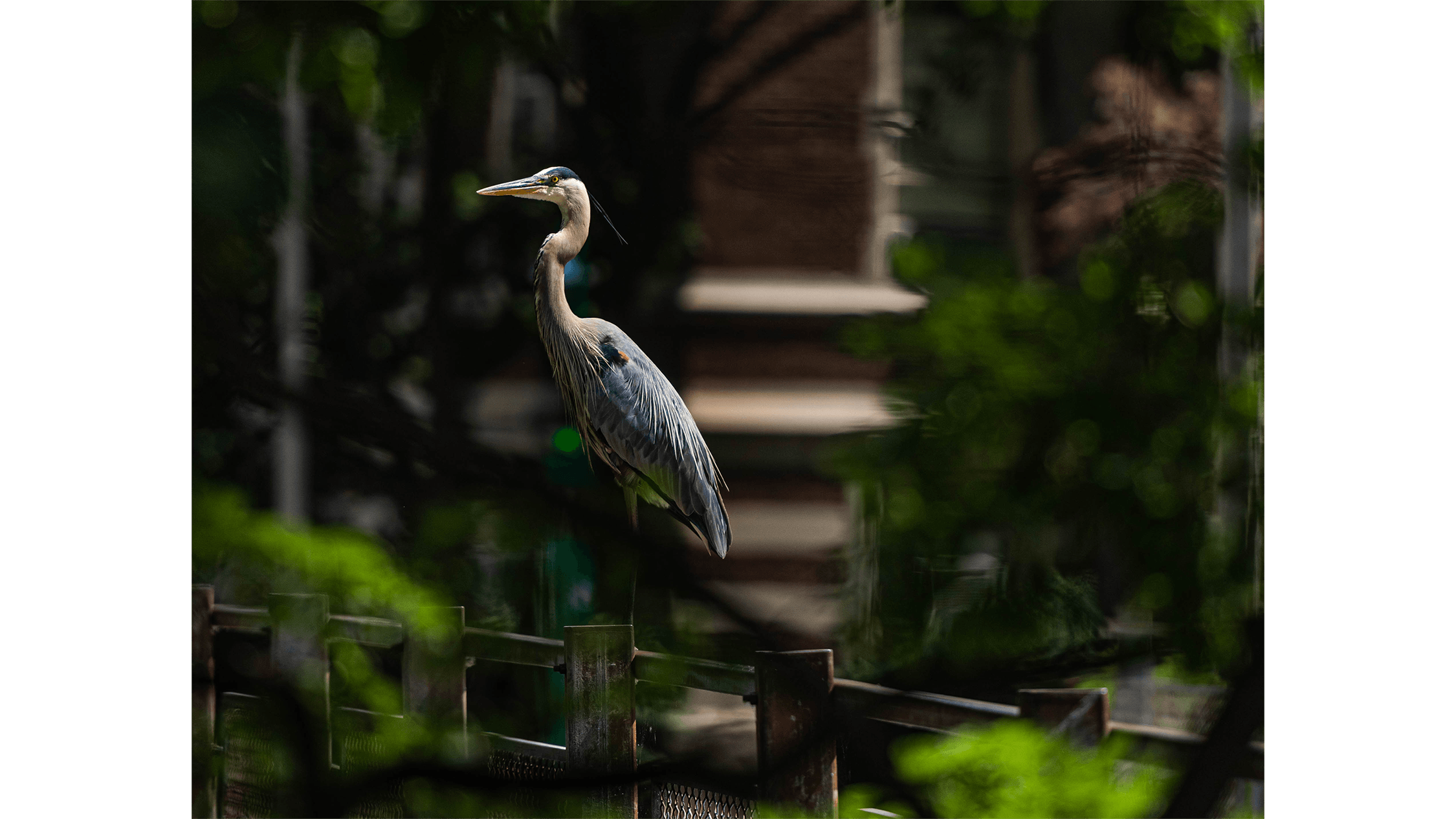 Heron on the Red Cedar River