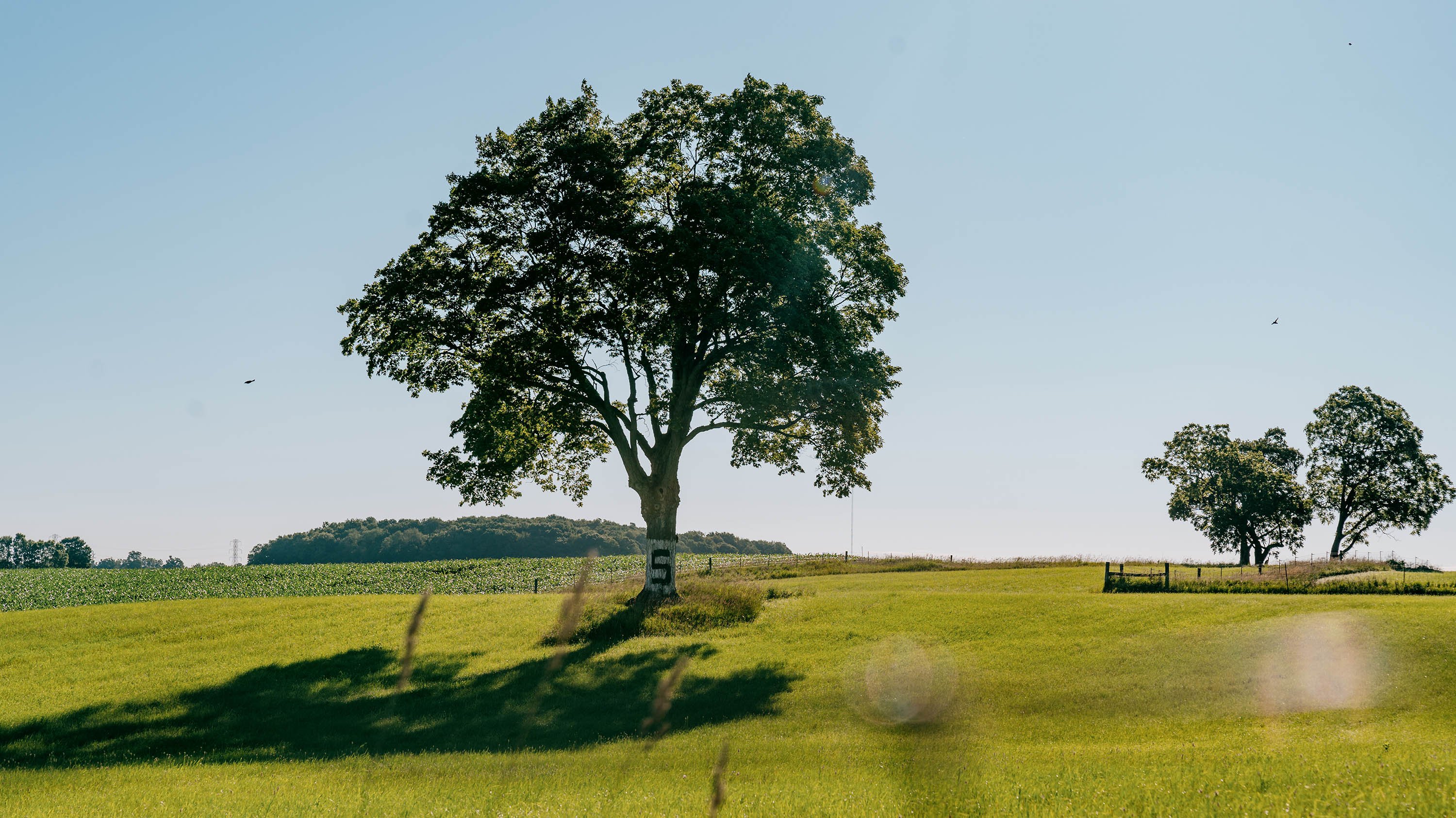 A tree in a pasture, with an 'S' painted on the trunk