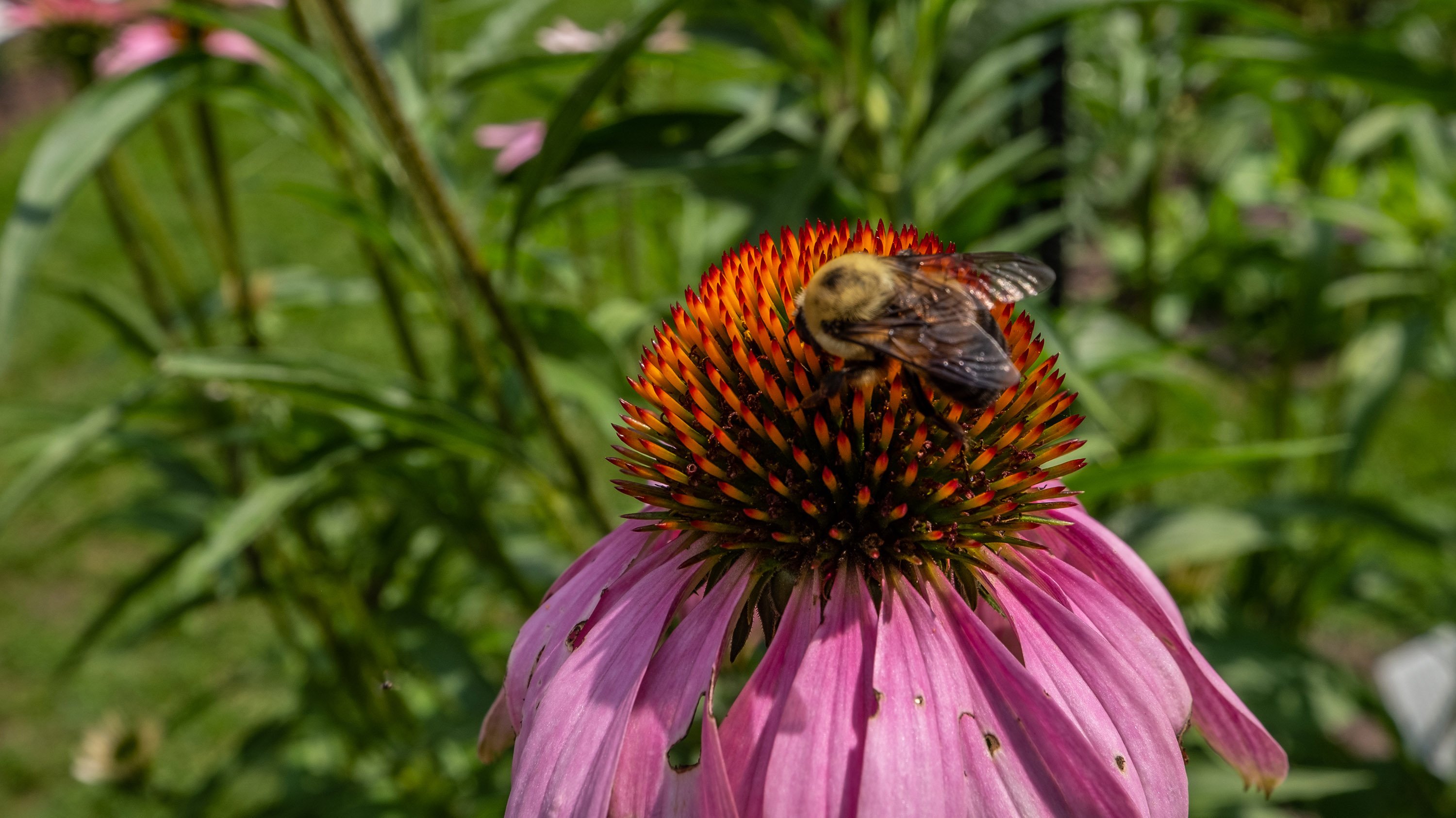 Bee on a daisy