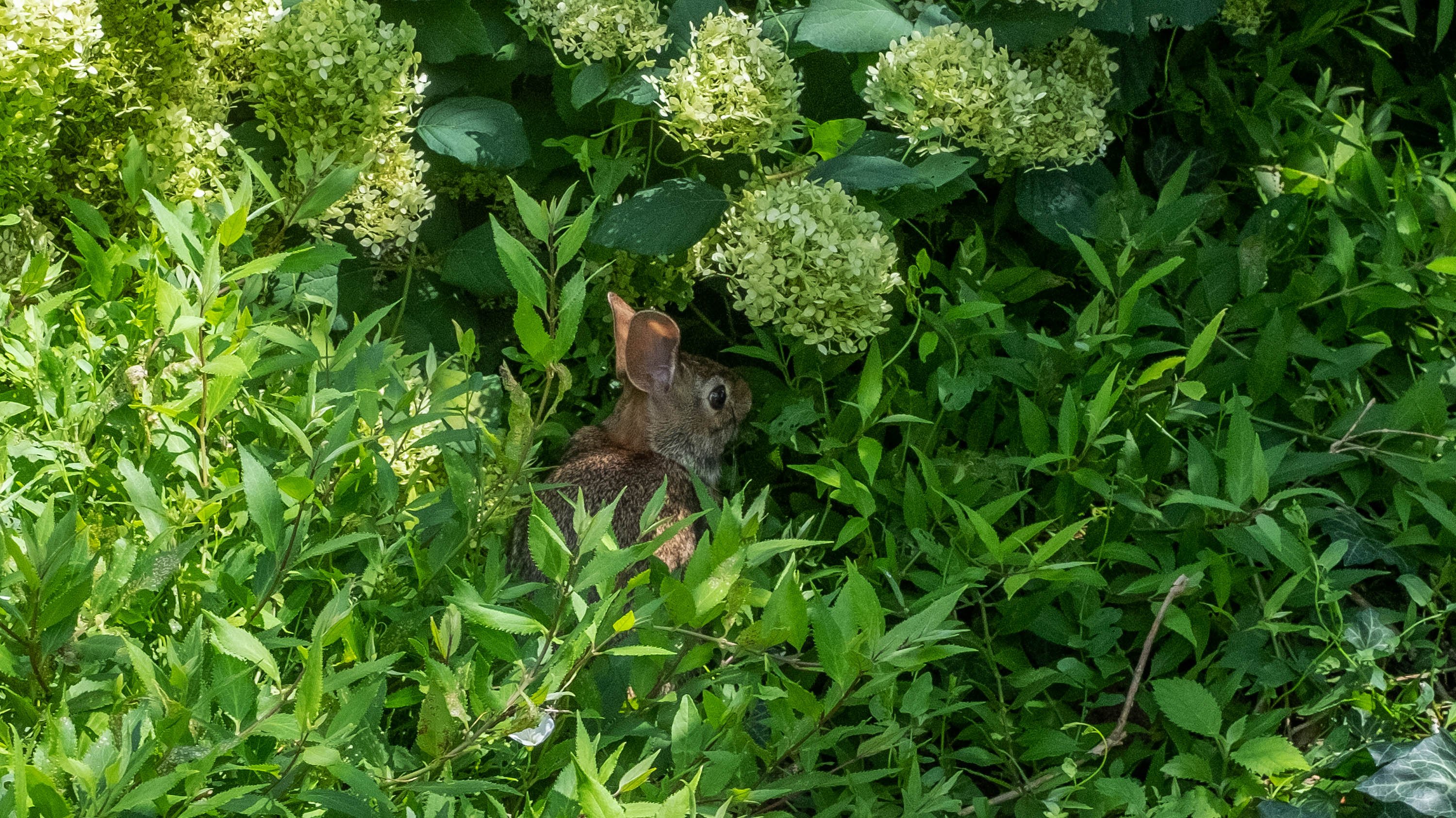 Rabbit, obscured by hyacinth bushes