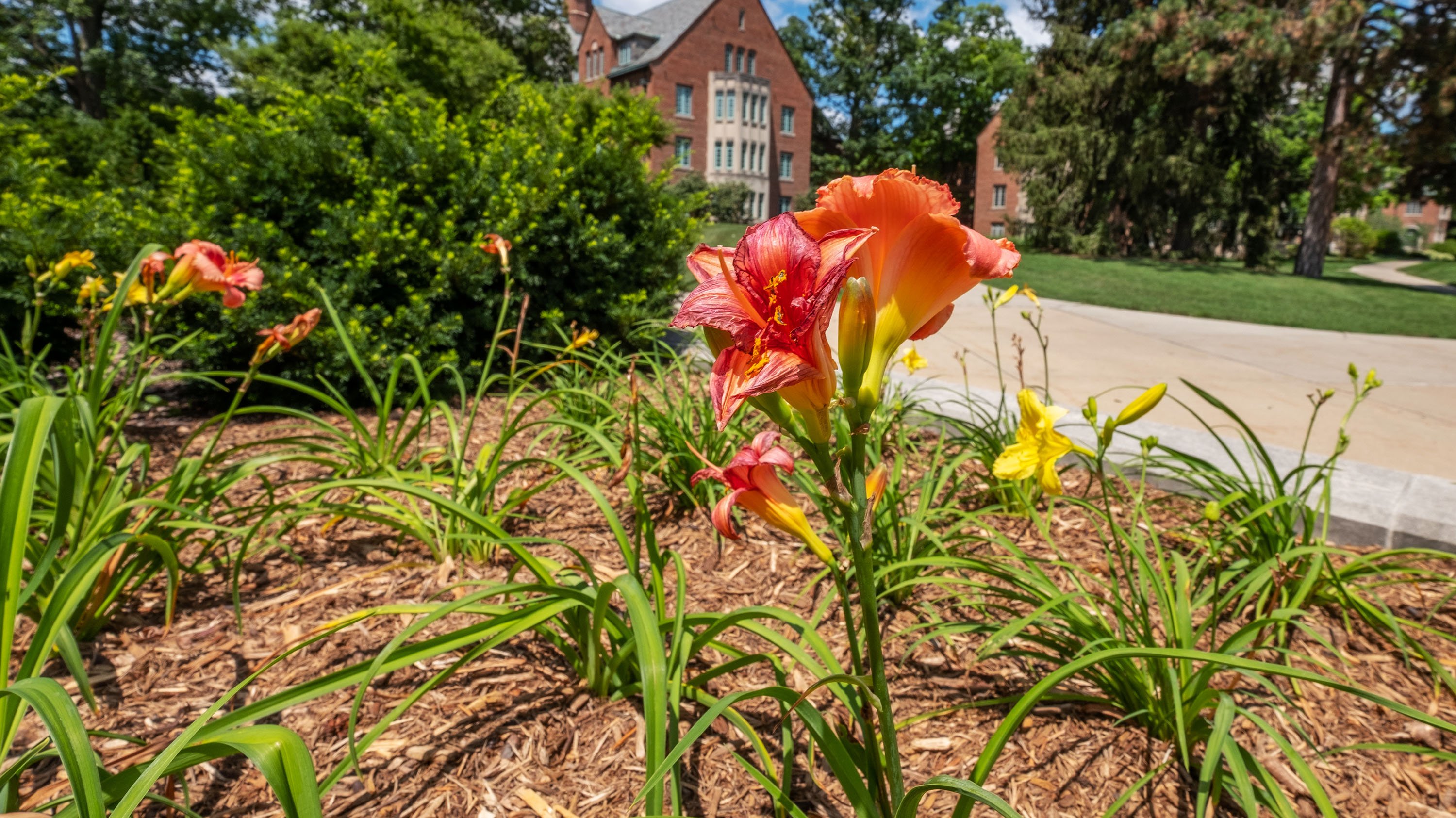 Daylily in front of Landon Hall