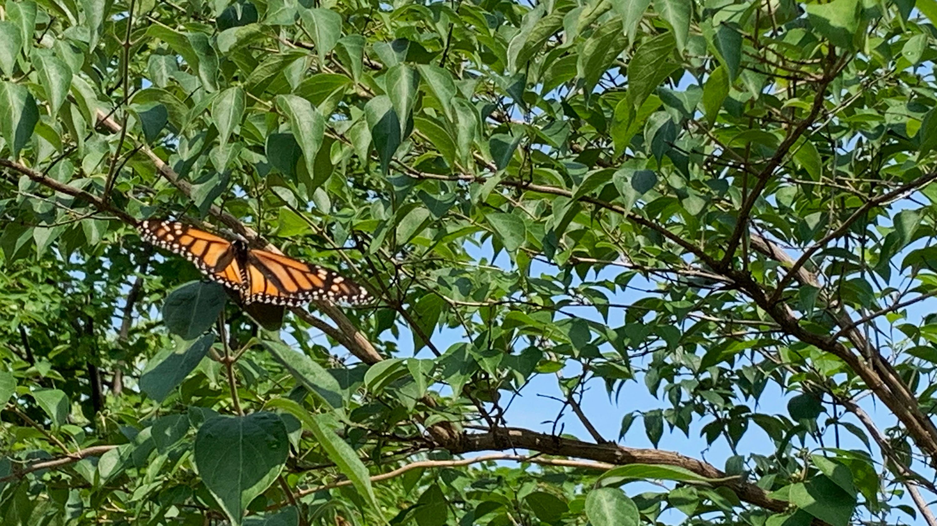 Monarch butterfly resting on a tree branch