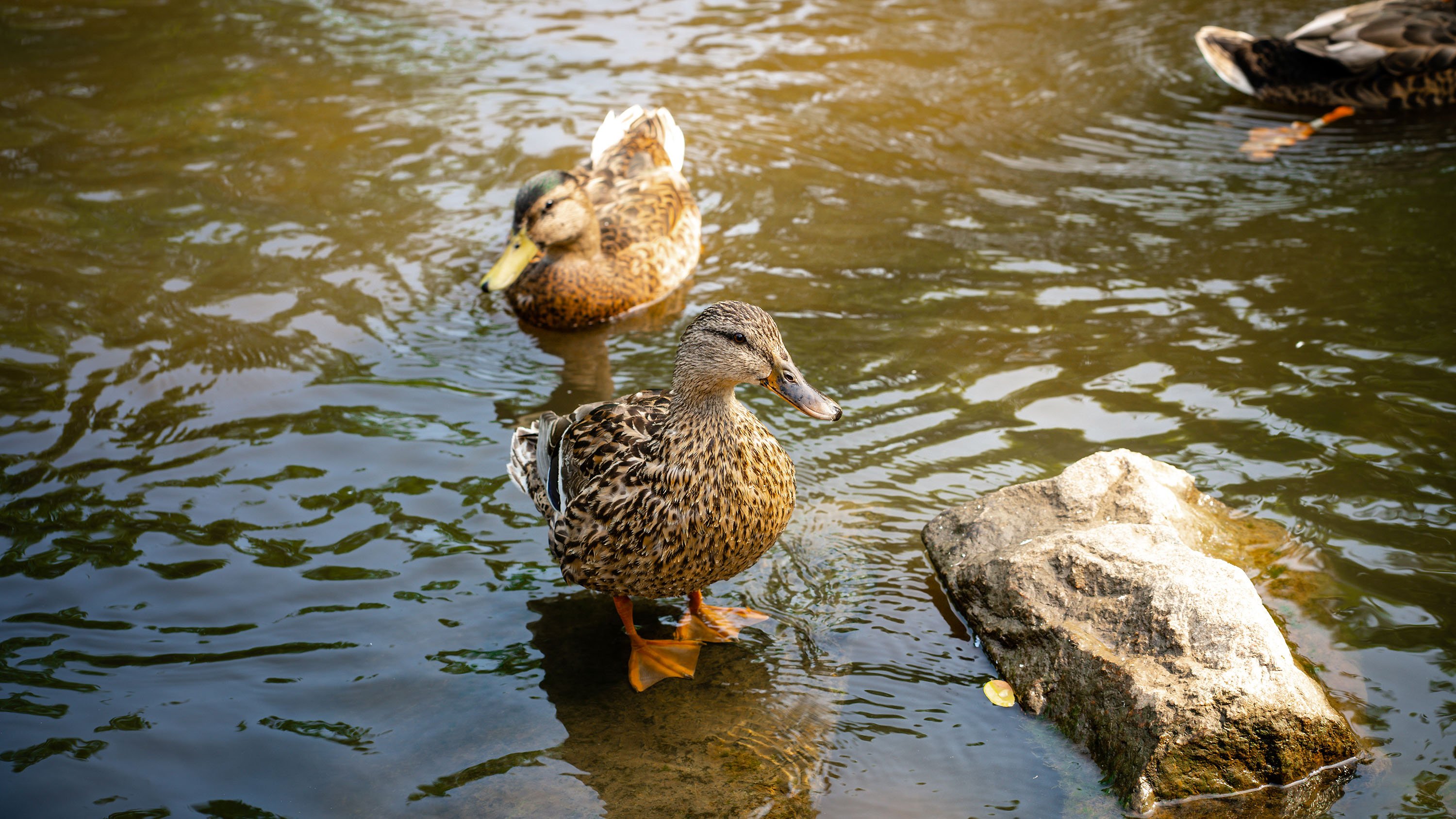 Ducks in the Red Cedar River