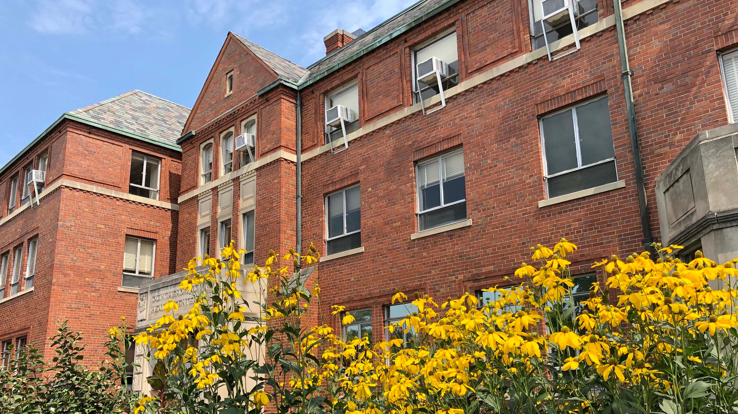 Yellow flowers in front of Olin Health center