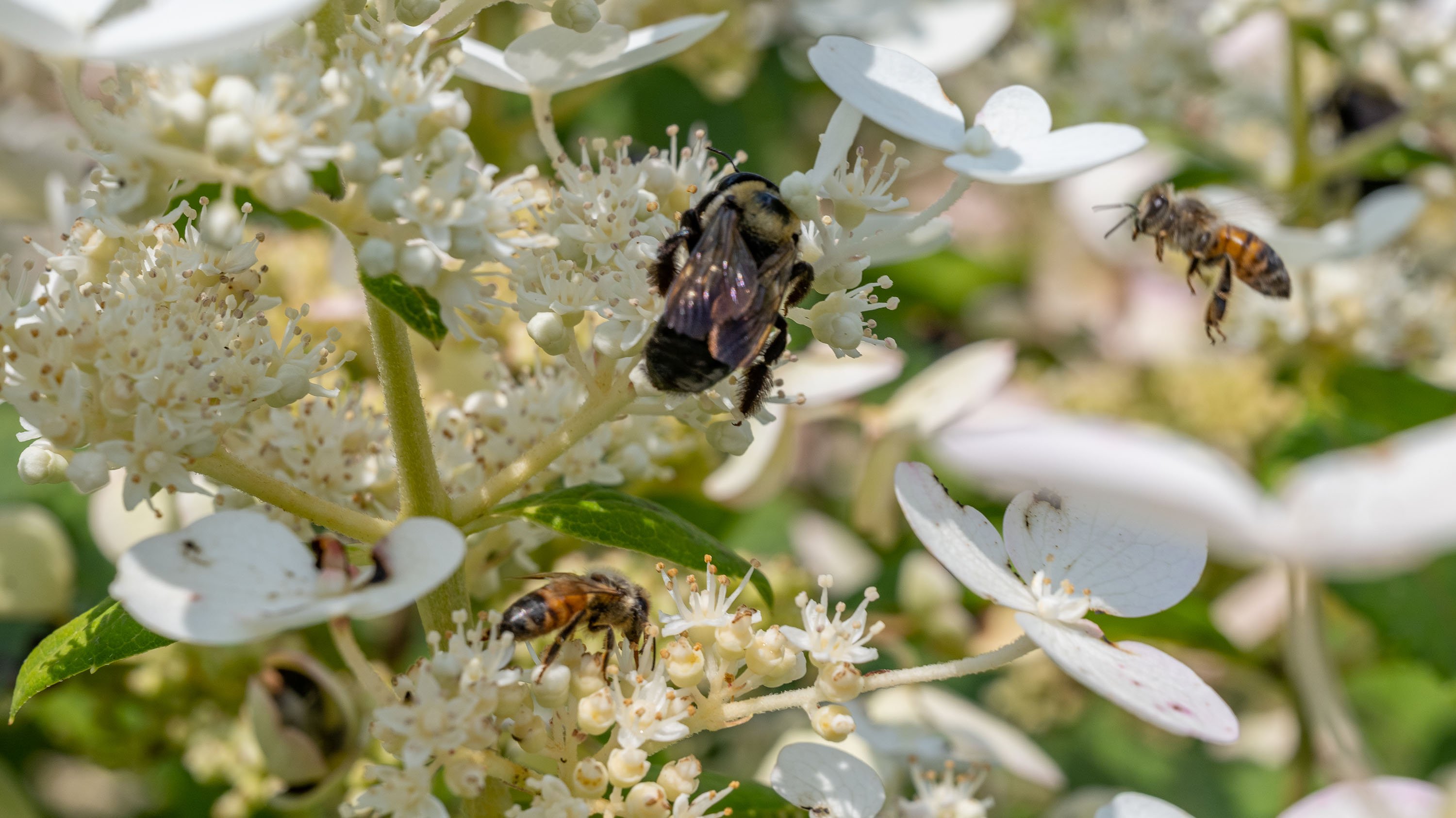 Bees and white flowers