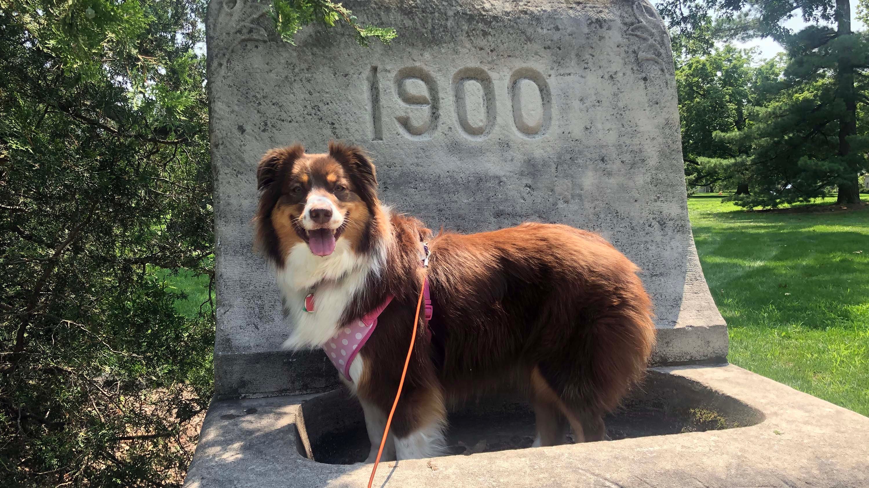 A dog standing in the Class of 1900 water fountain