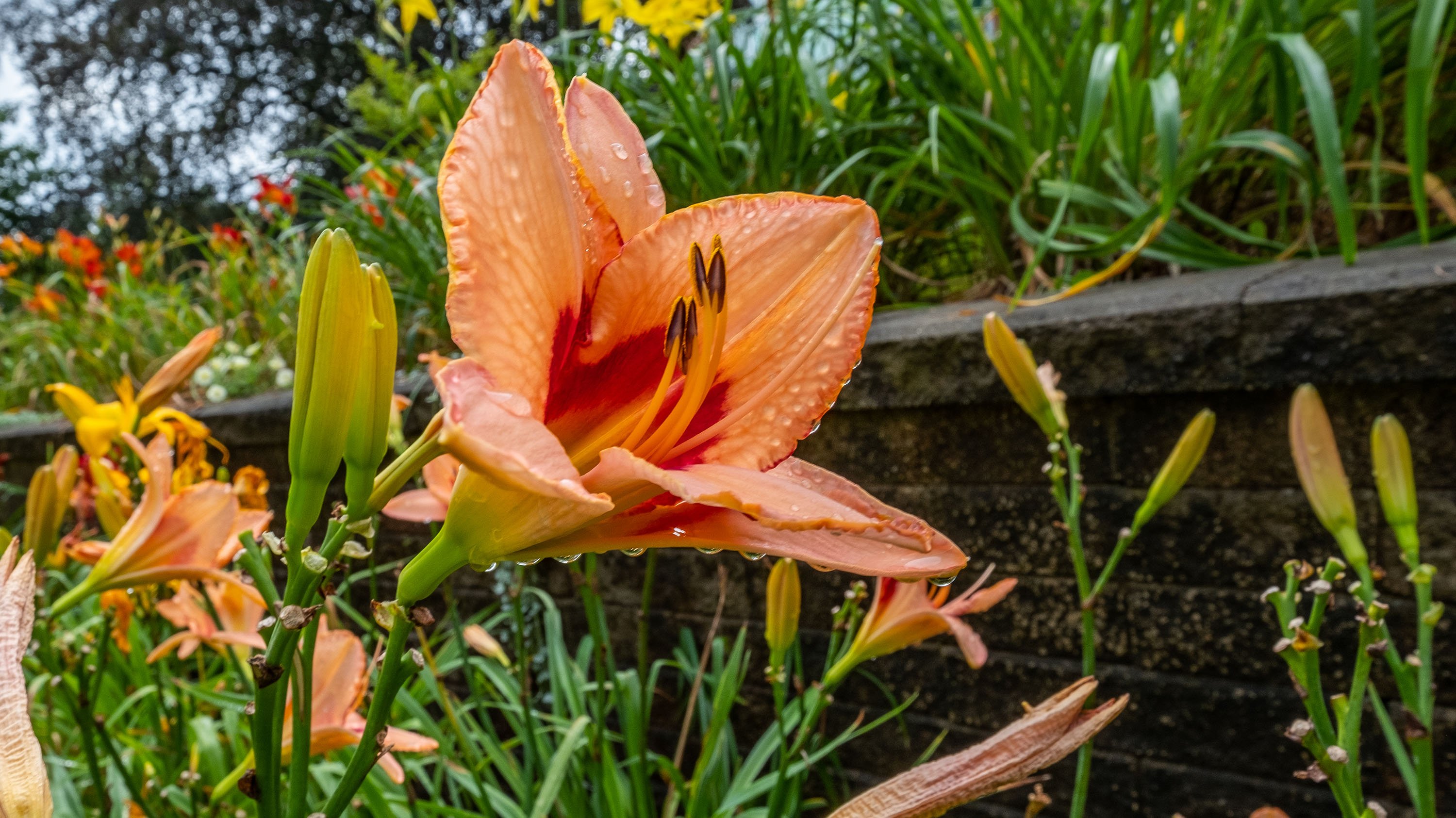 Orange daylily in a garden