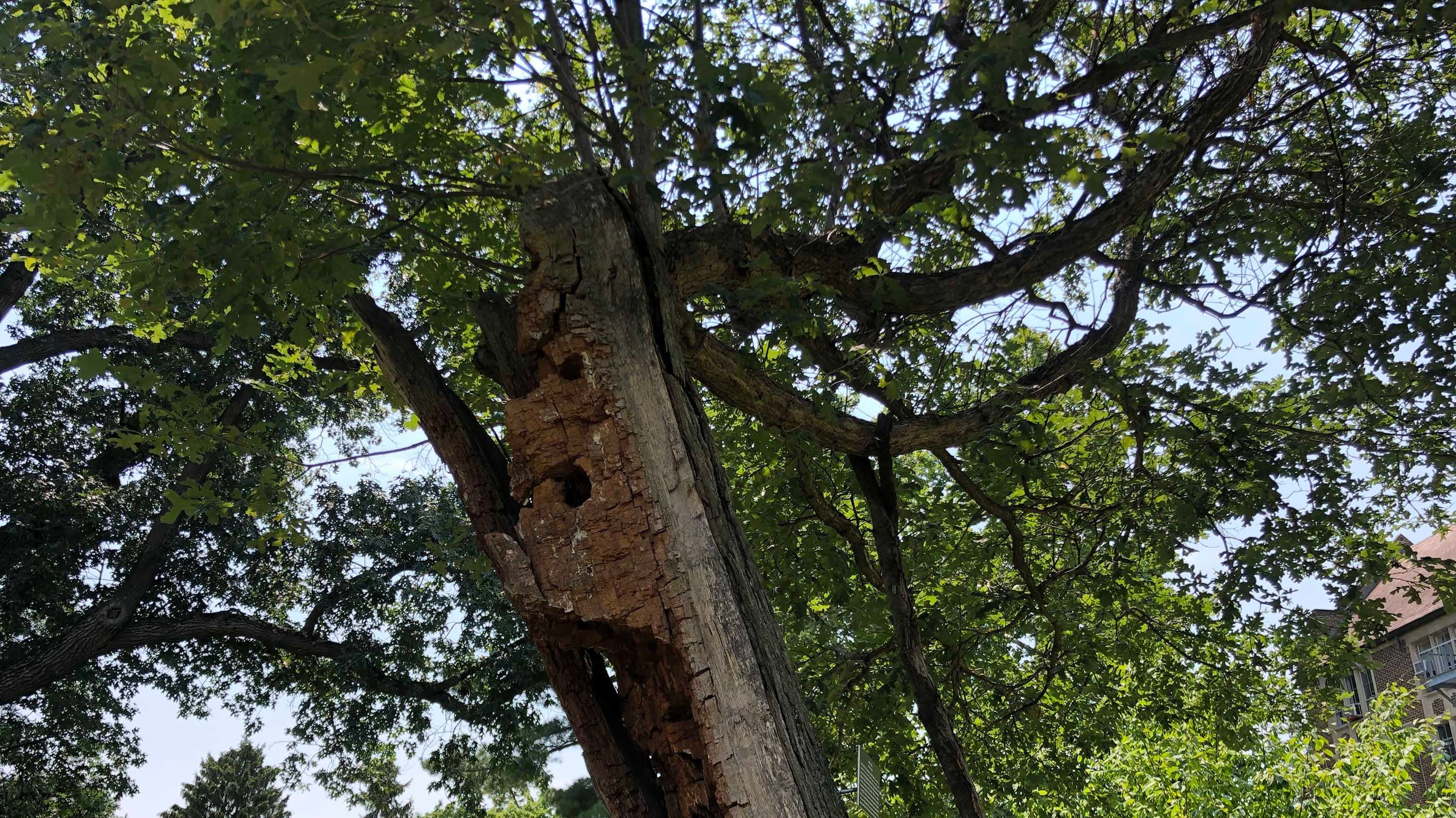 The resilient oak on campus