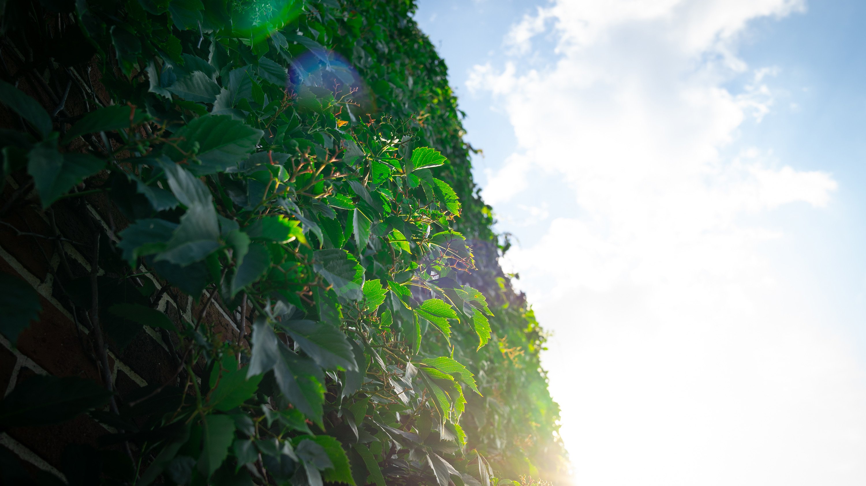 Leafy vines covering a wall