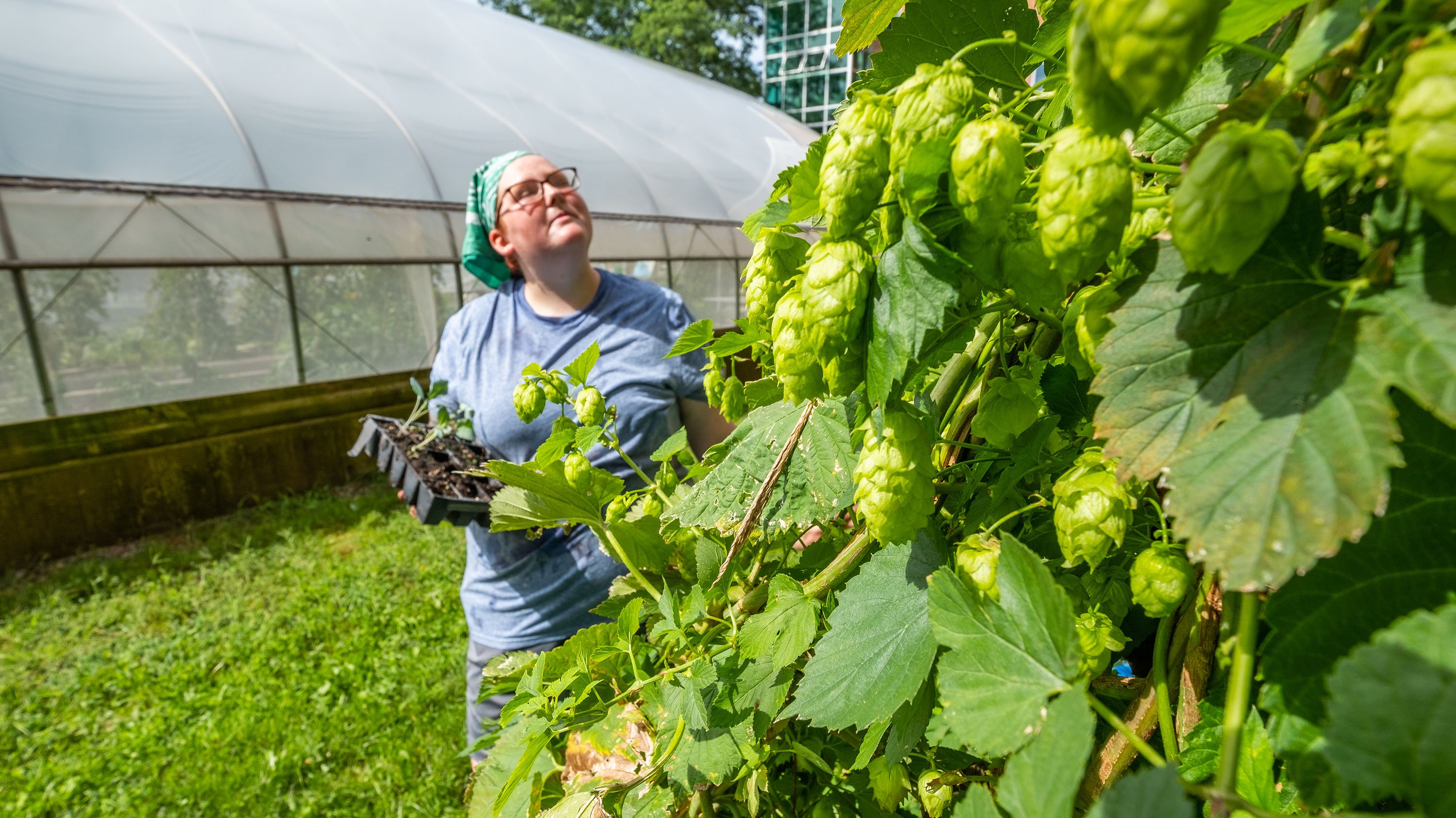 MSU student Maezie Nettleton tending hops plants