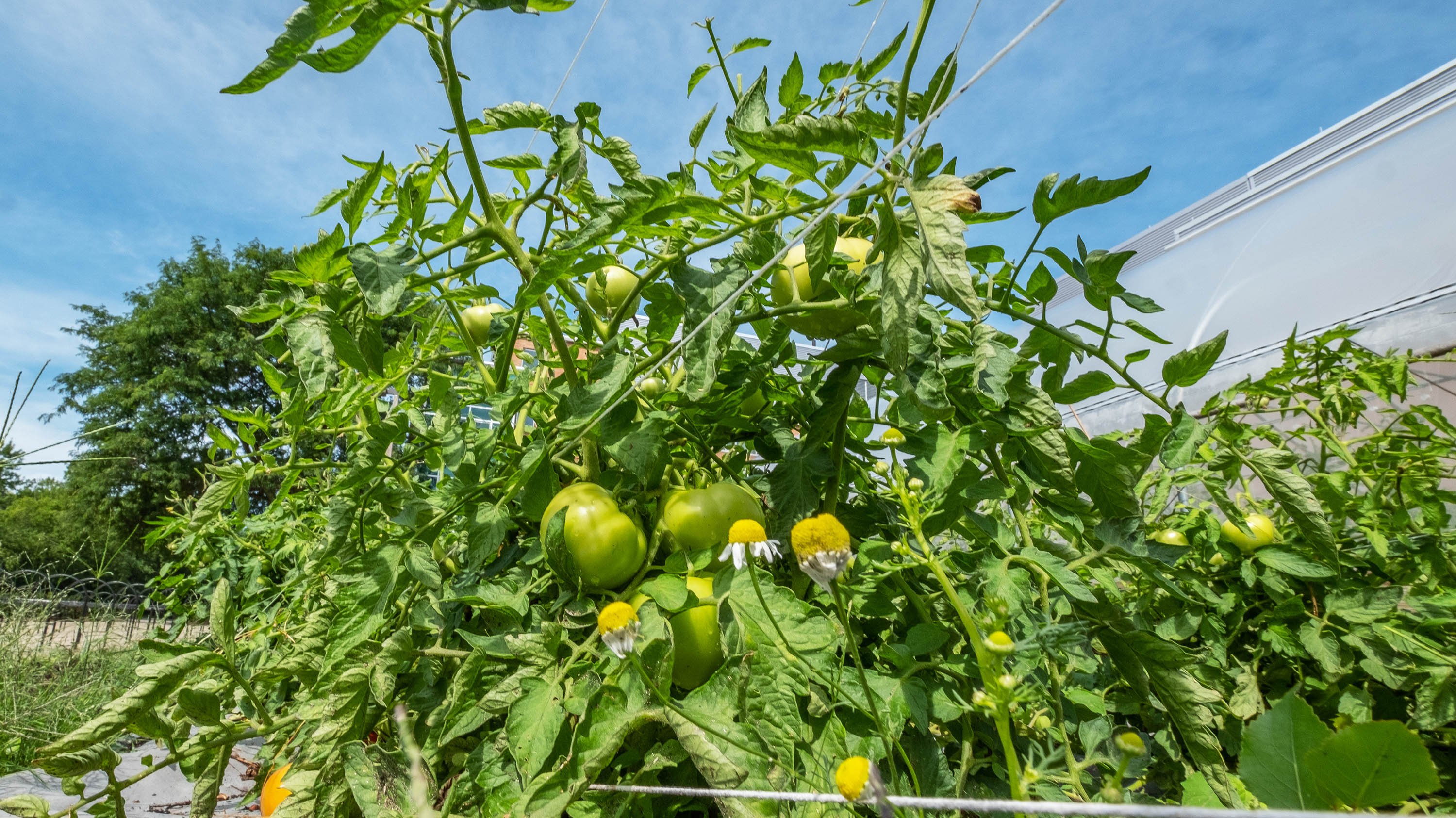Green tomatoes growing