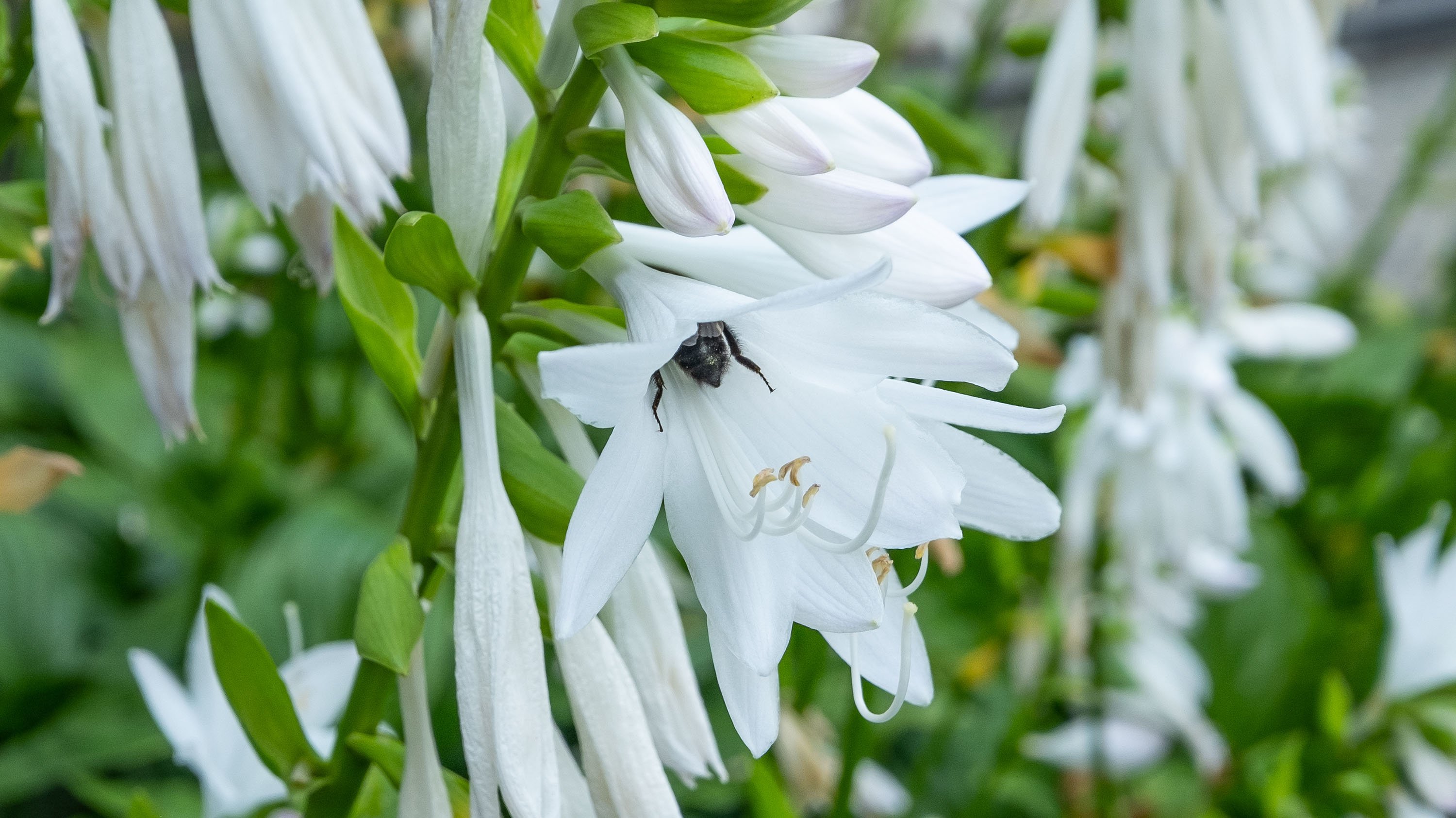 A honeybee inside a hosta