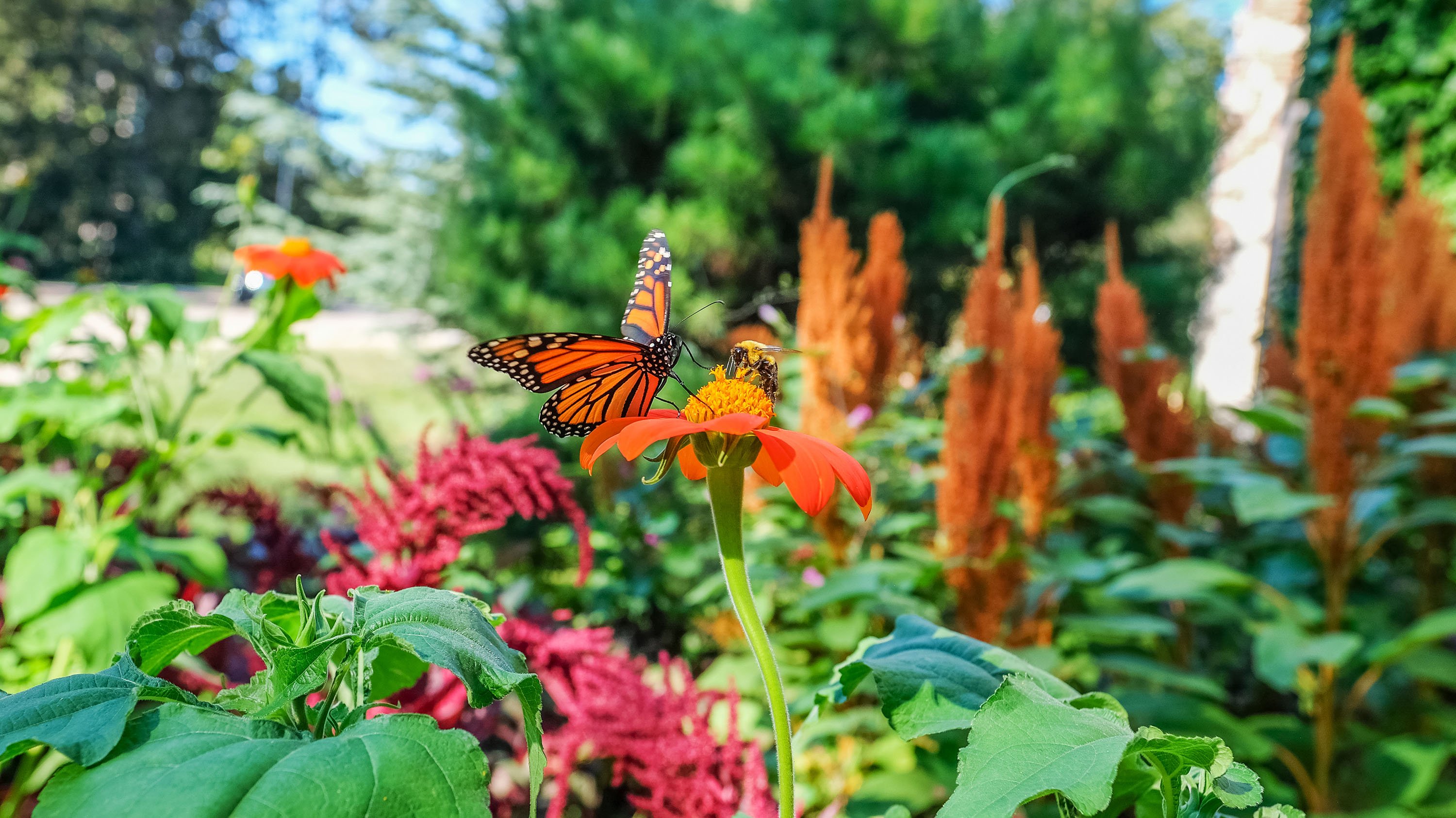 Monarch butterfly and bee sitting on flower