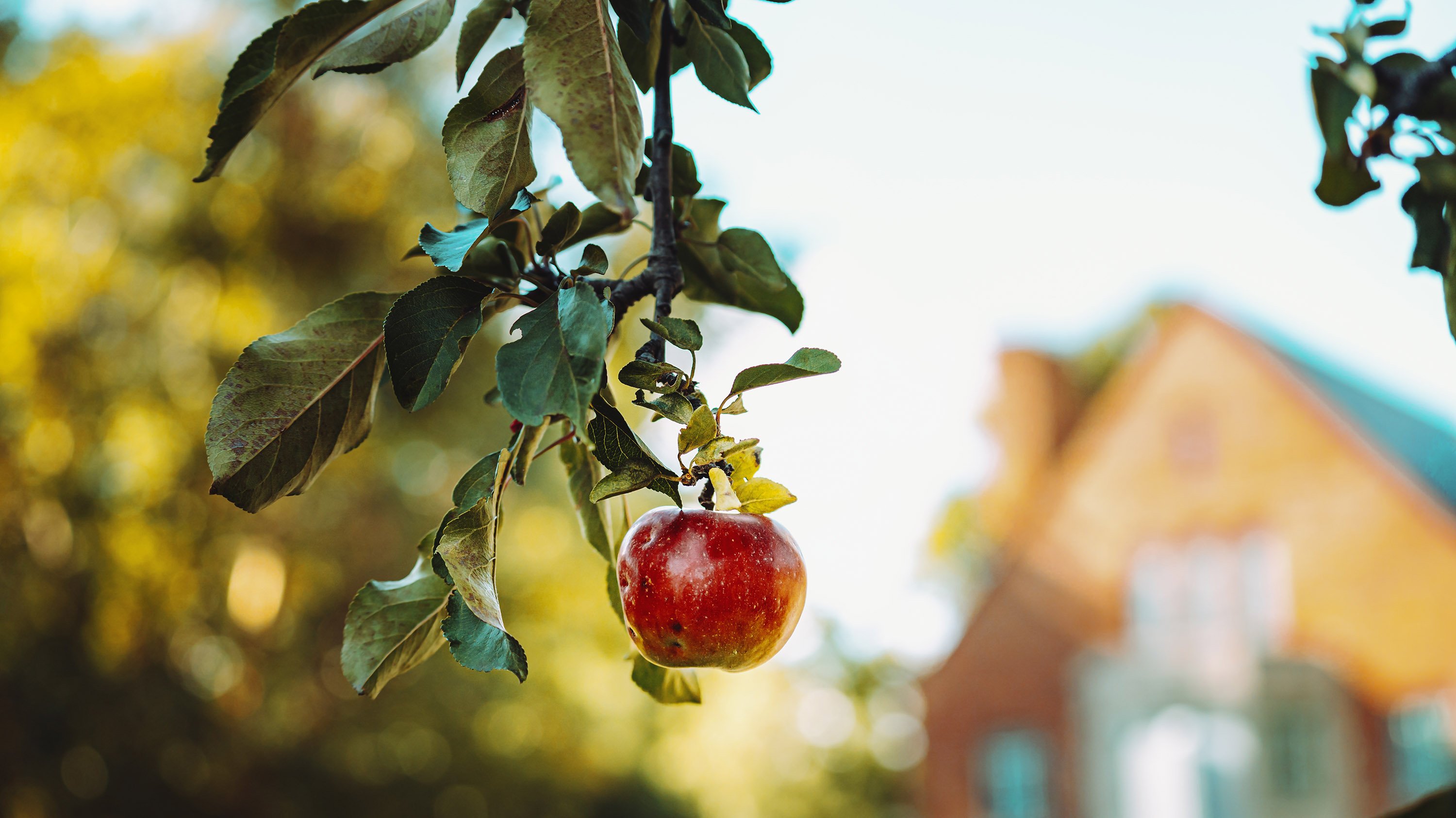 A crabapple hangs off the branch of a tree